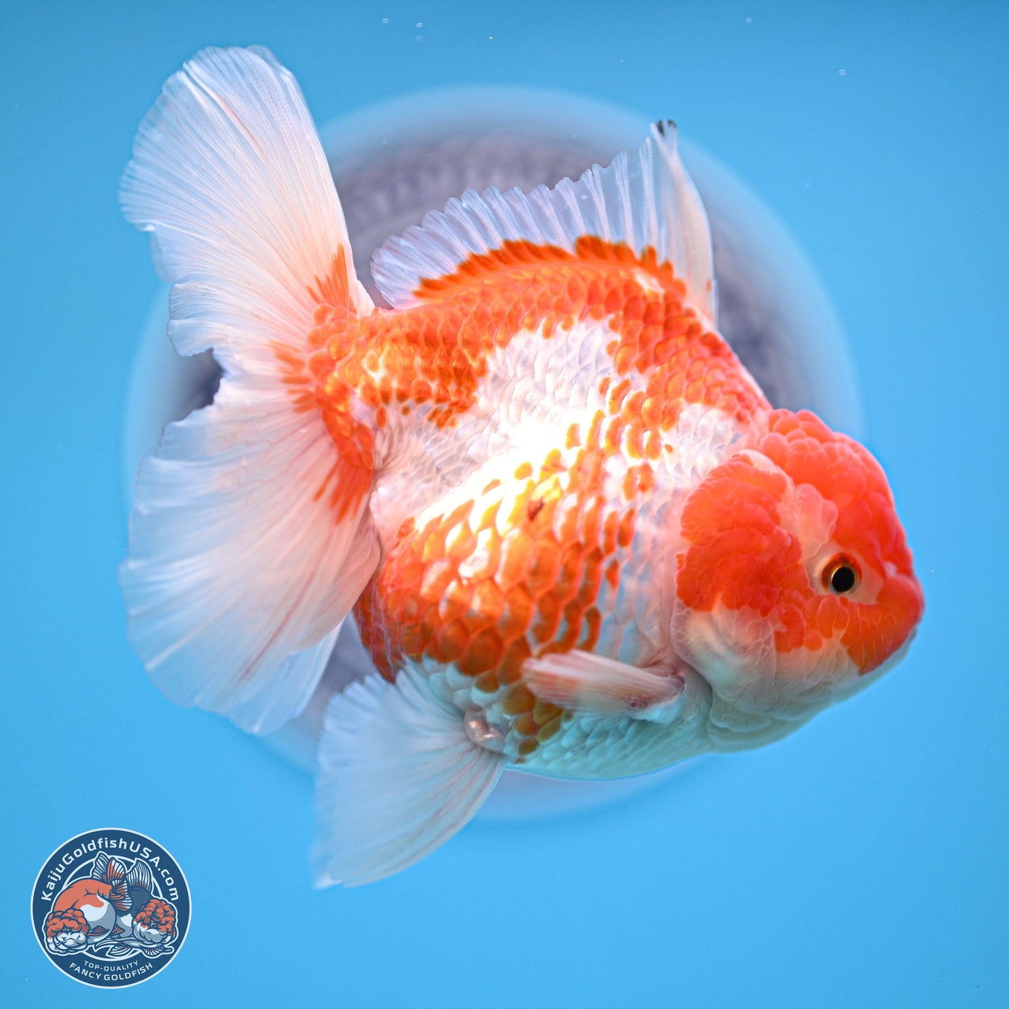 Red White Rose Tail Oranda 4.5 inches - Female (241129_OR04) - Kaiju Goldfish USA