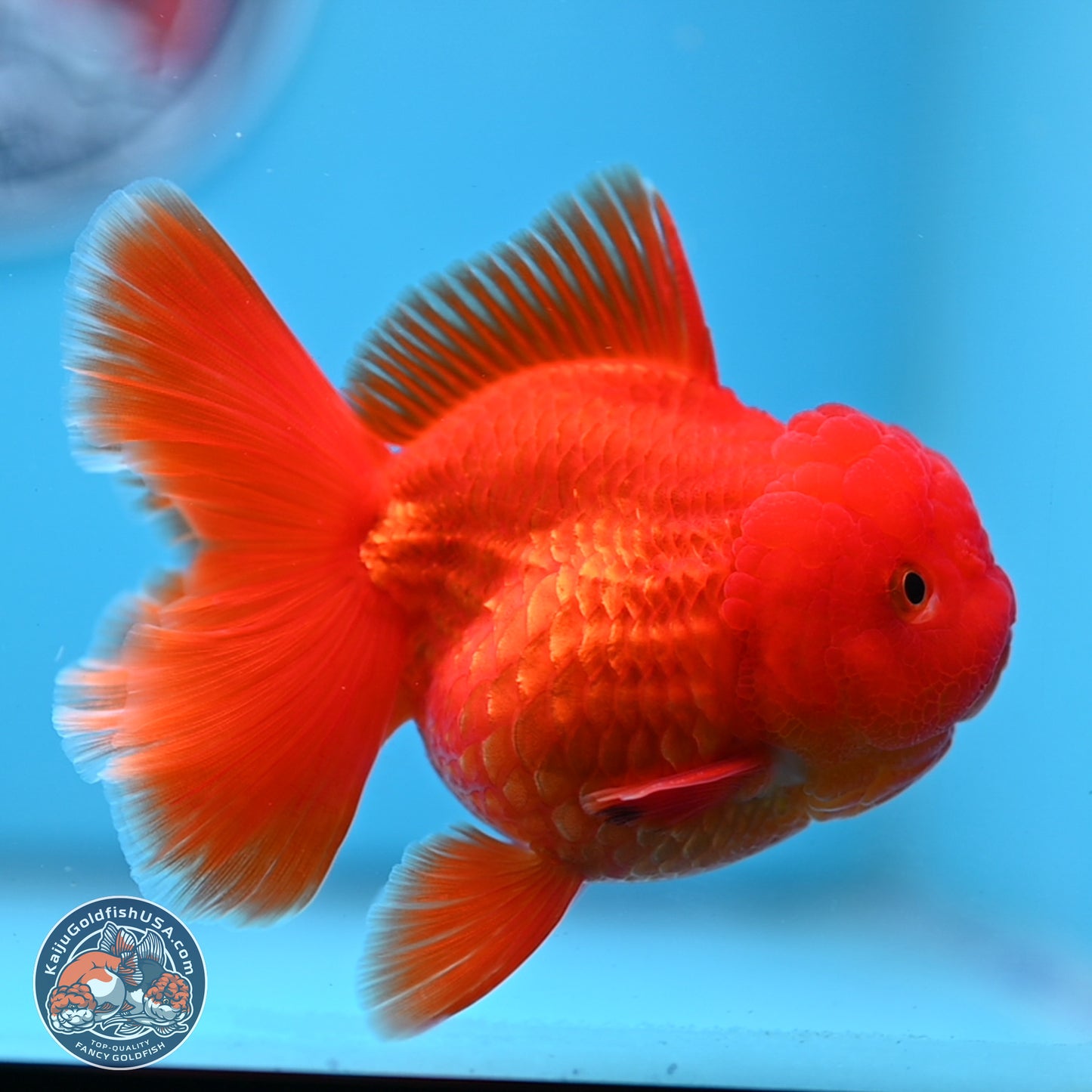 READ DESCRIPTION - Classic Red Rose Tail Oranda 3.5 inches Body - Male (250307_OR04)