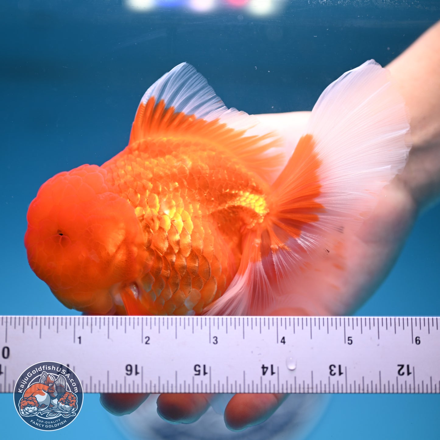 Red White Rose Tail Oranda 4-6 inches (240913_OR04) - Kaiju Goldfish USA