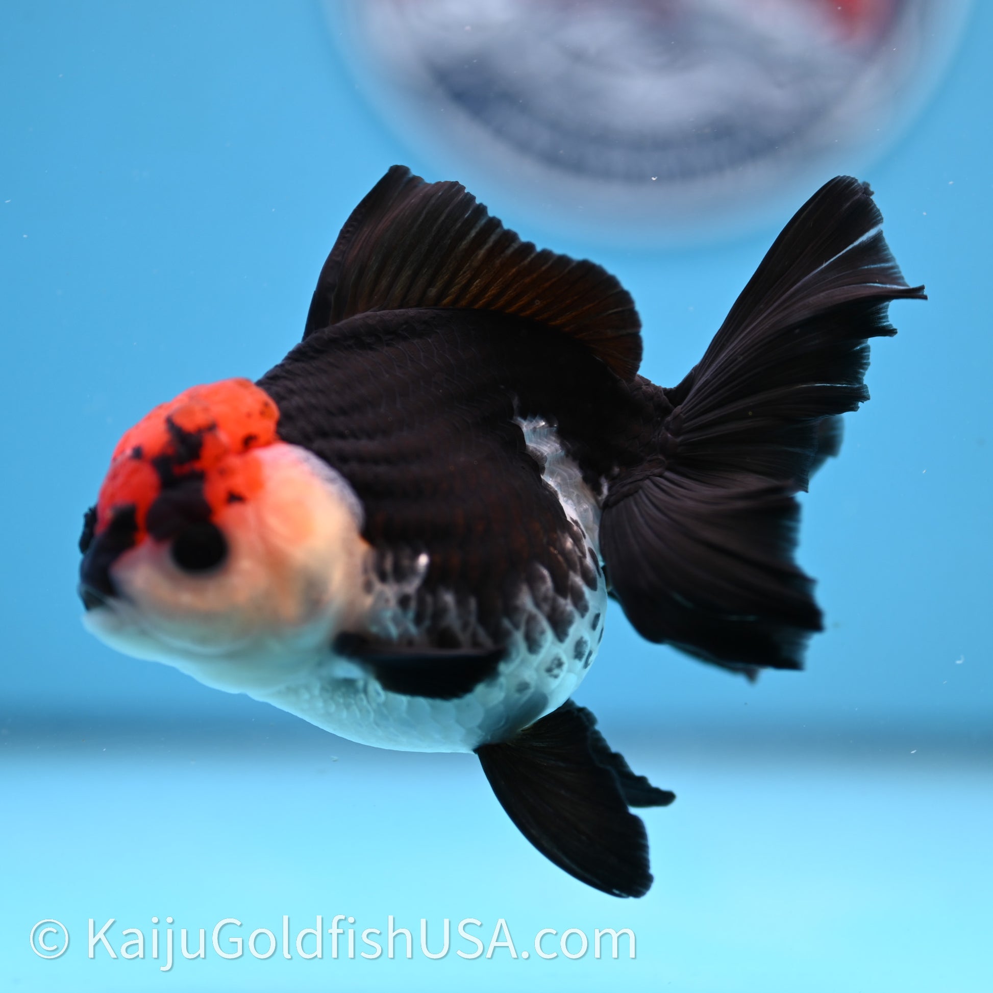 Tricolor Oranda 3.2in body (240726_OR04) - Kaiju Goldfish USA