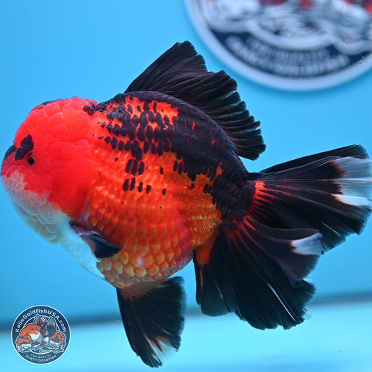 Jumbo Apache Rose Tail Oranda 5 inches Body - Female (250221_OR04)