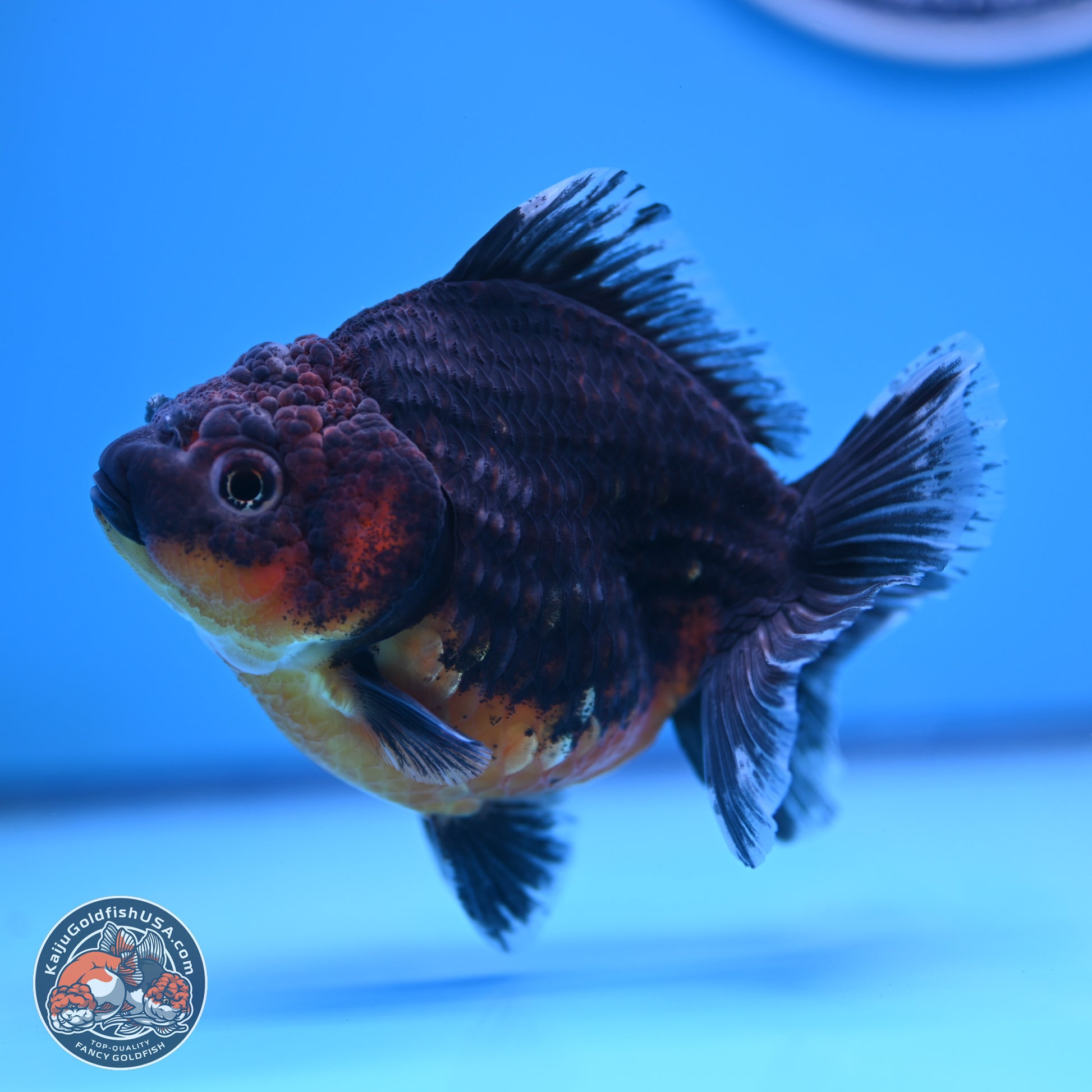 Shogun Kirin Oranda 4-5 in (241011_OR04) - Kaiju Goldfish USA