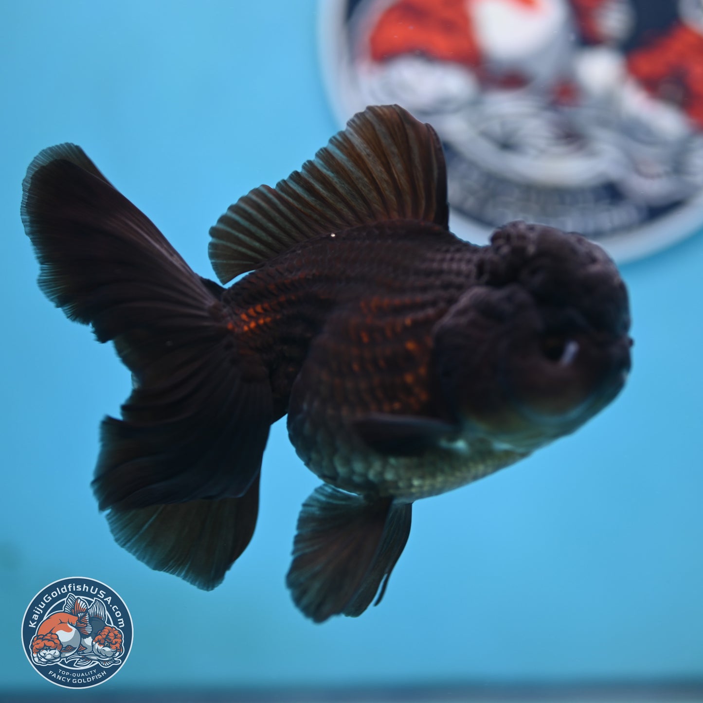 Black Rose Tail Oranda 3.5 inches Body - Female (250117_OR04) - Kaiju Goldfish USA