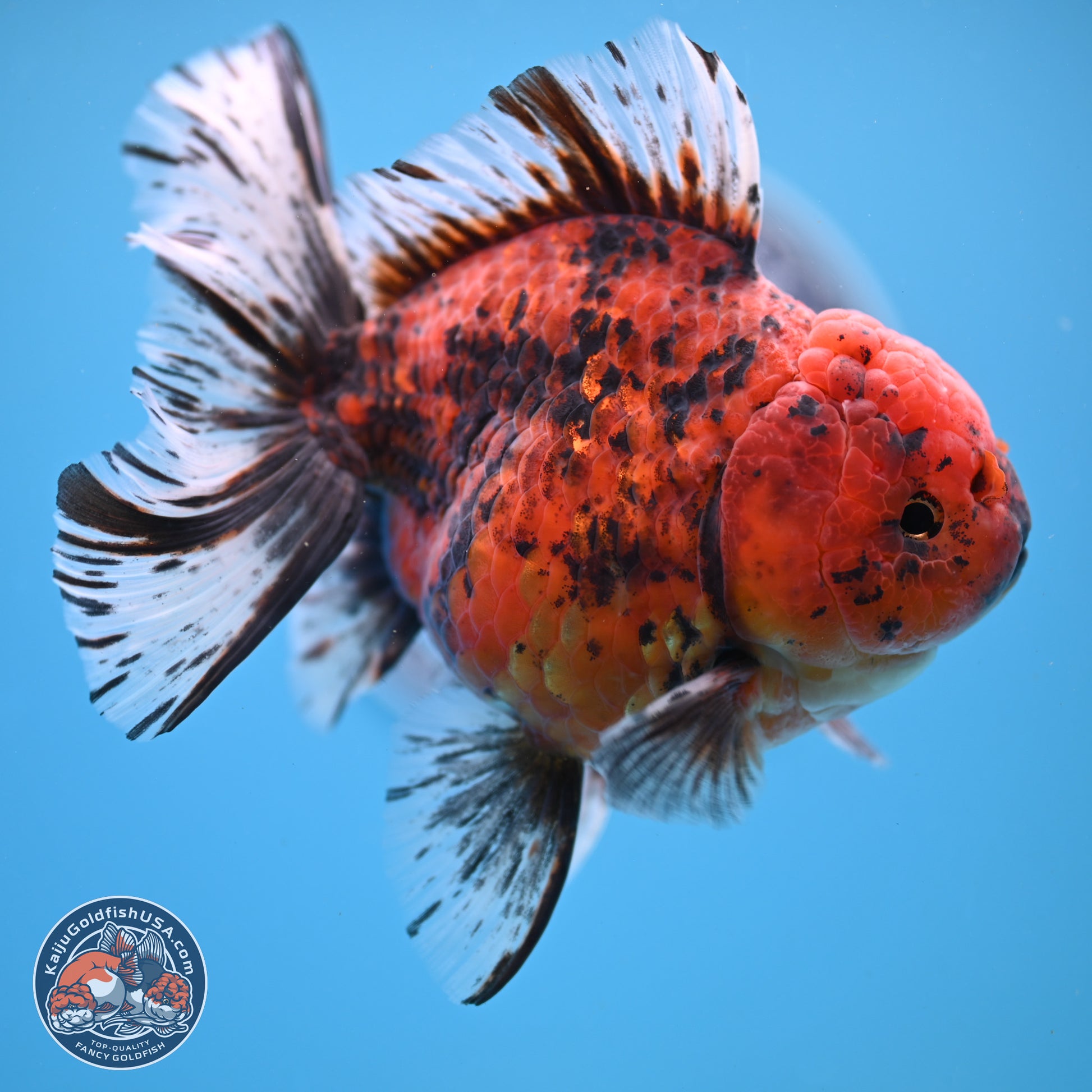 Tiger Rose Tail Oranda 6 inches - Female (241206_OR04) - Kaiju Goldfish USA