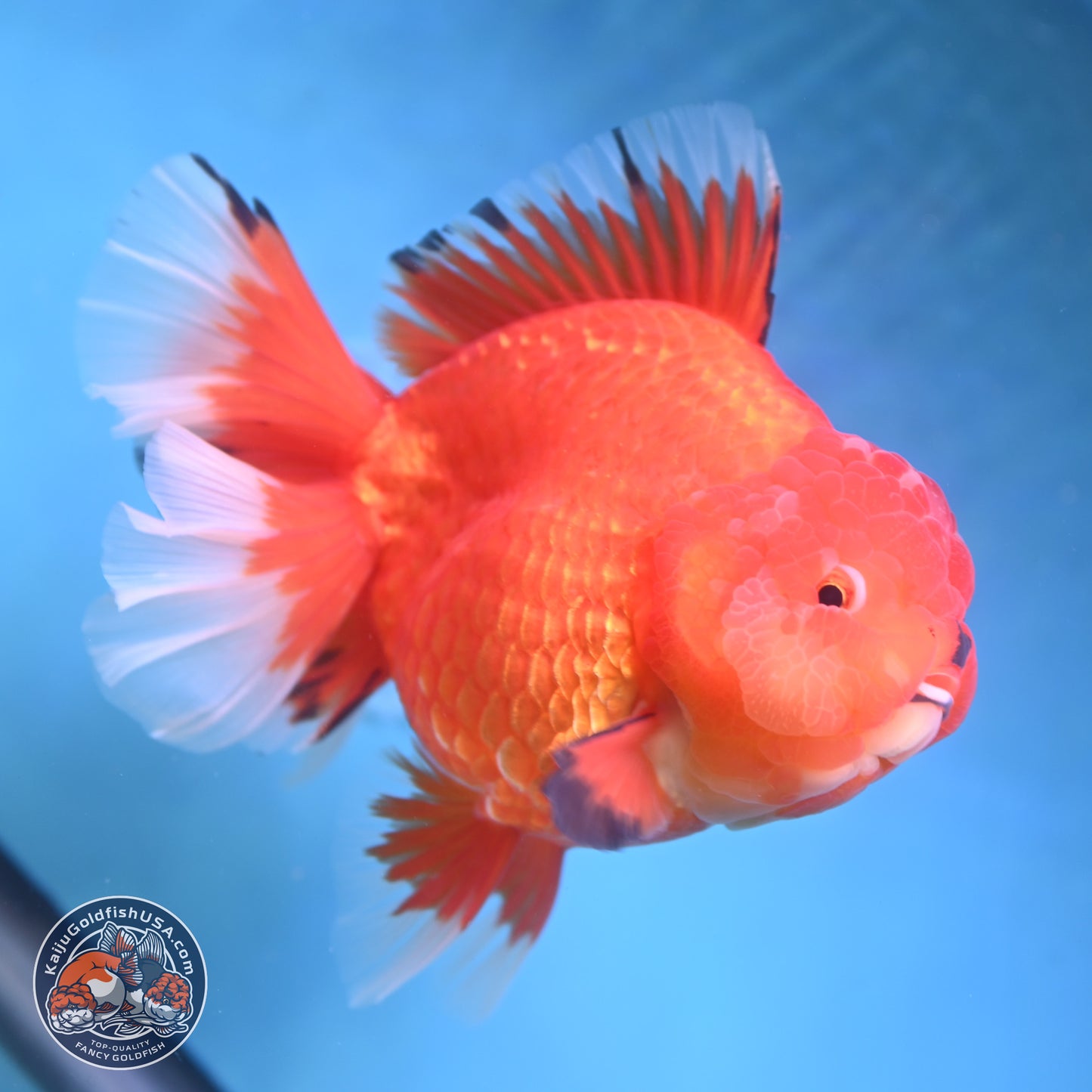 Jumbo Rose Tail Apache Oranda 5 inches Body - Female (250131_OR04)