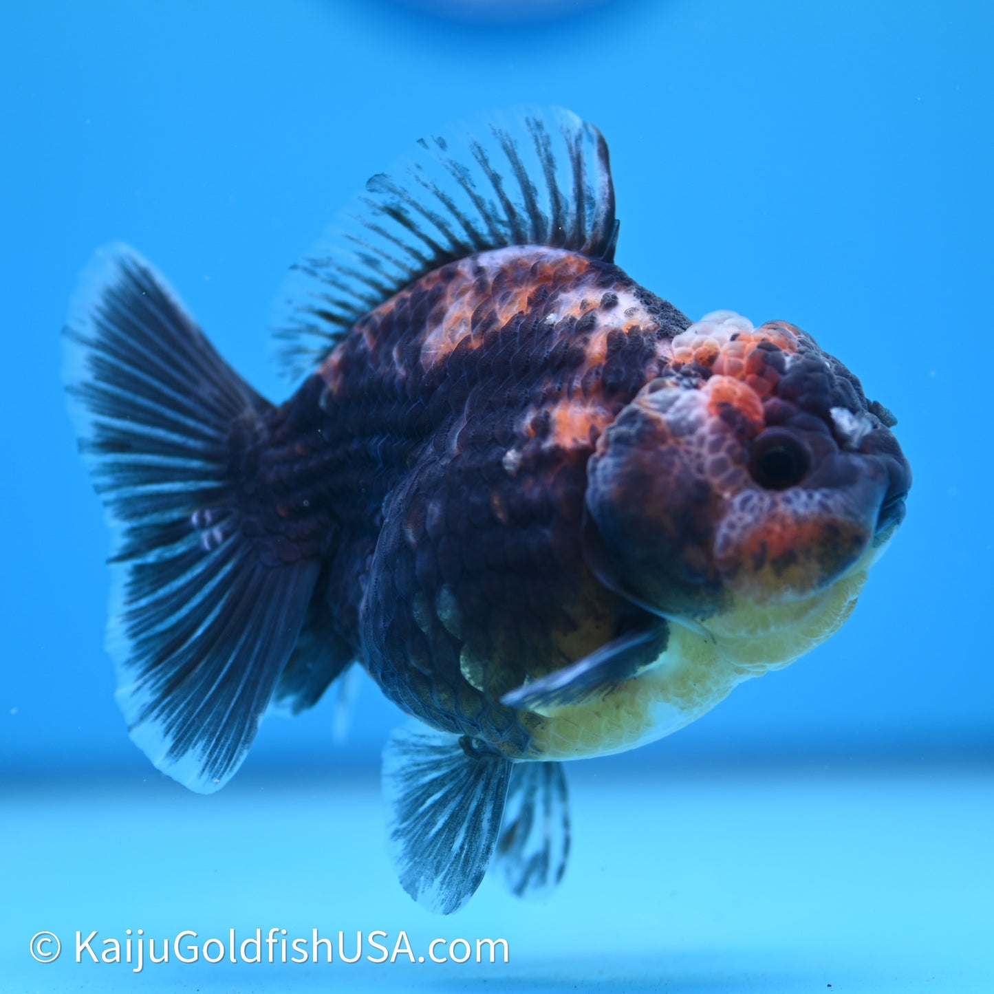 Shogun Godzilla Kirin Oranda 3.5in Body (240614_OR04) - Kaiju Goldfish USA