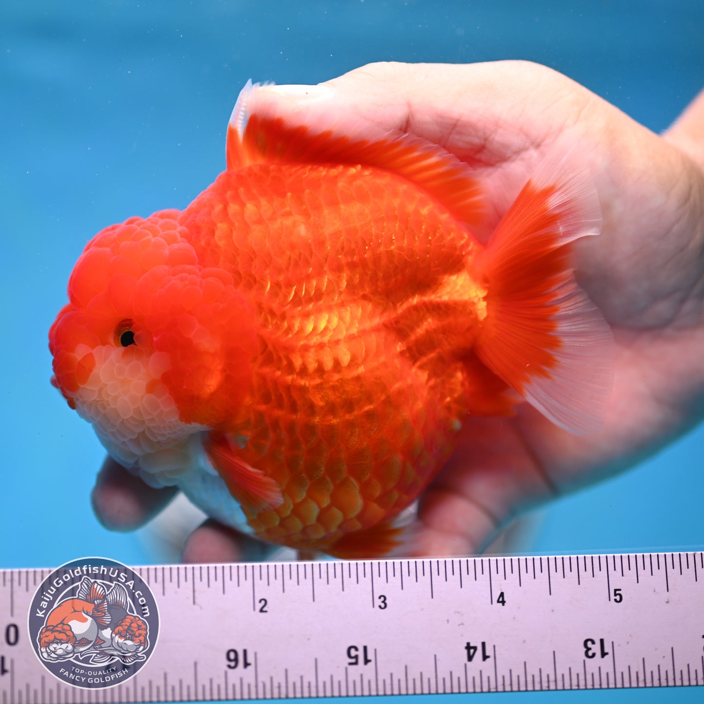 Red White YuanBao Oranda 4 inches Body (250516_OR04)