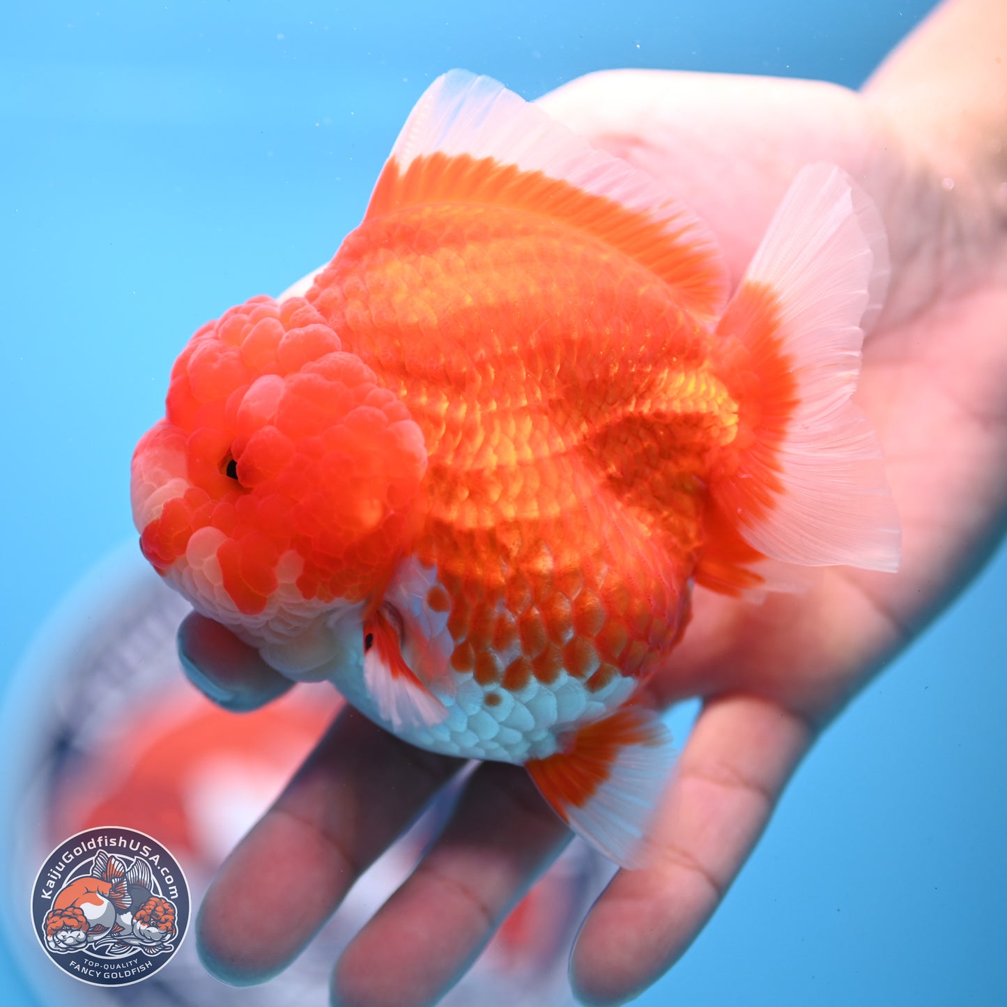 Red White YuanBao Oranda 3.5 inches Body - Female (241227_OR04) - Kaiju Goldfish USA