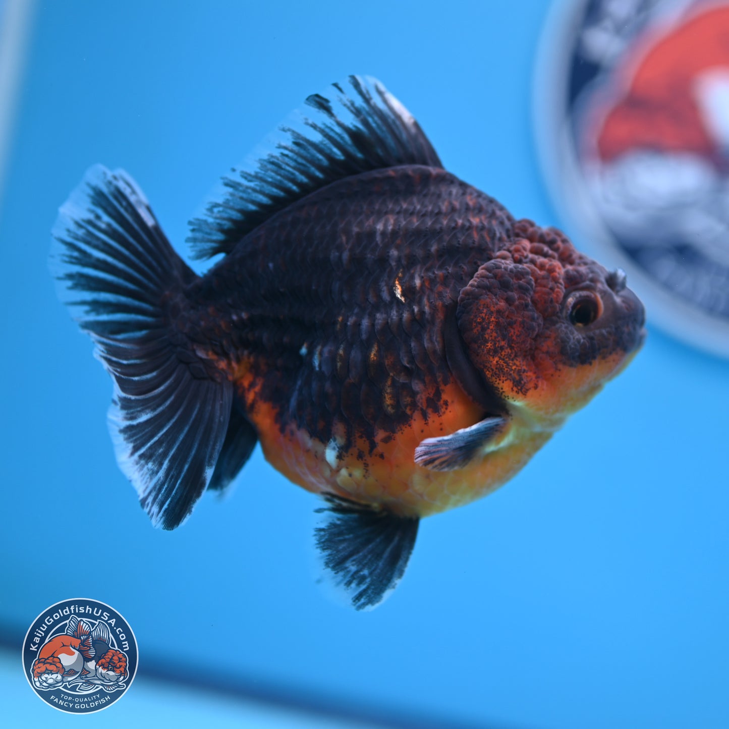 Shogun Kirin Oranda 4-5 in (241011_OR04) - Kaiju Goldfish USA