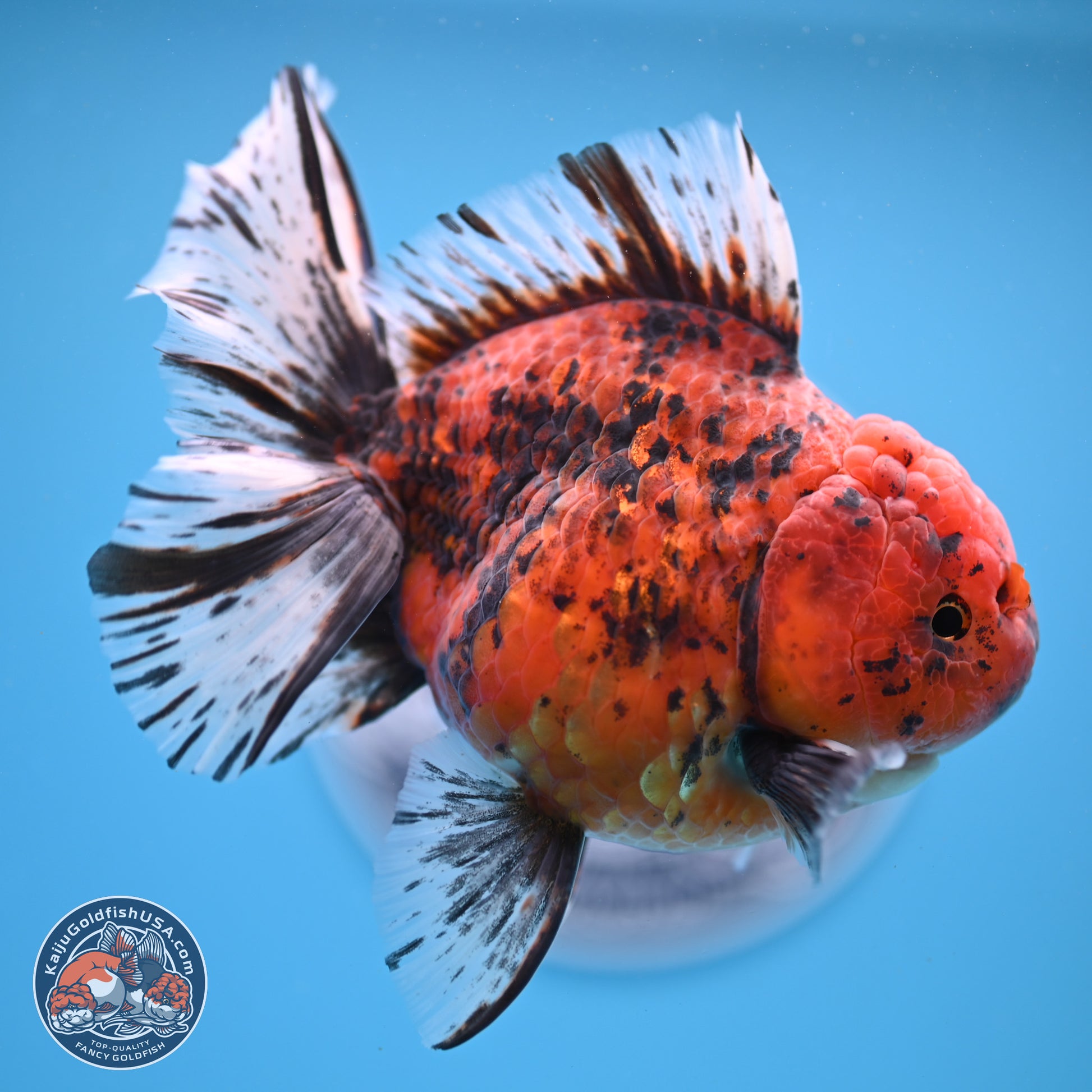 Tiger Rose Tail Oranda 6 inches - Female (241206_OR04) - Kaiju Goldfish USA