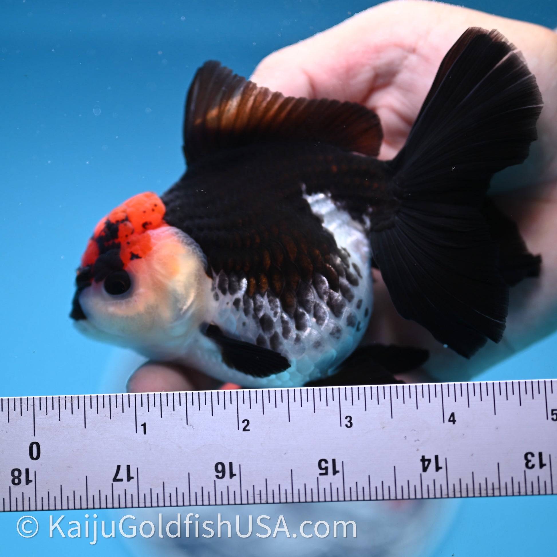 Tricolor Oranda 3.2in body (240726_OR04) - Kaiju Goldfish USA