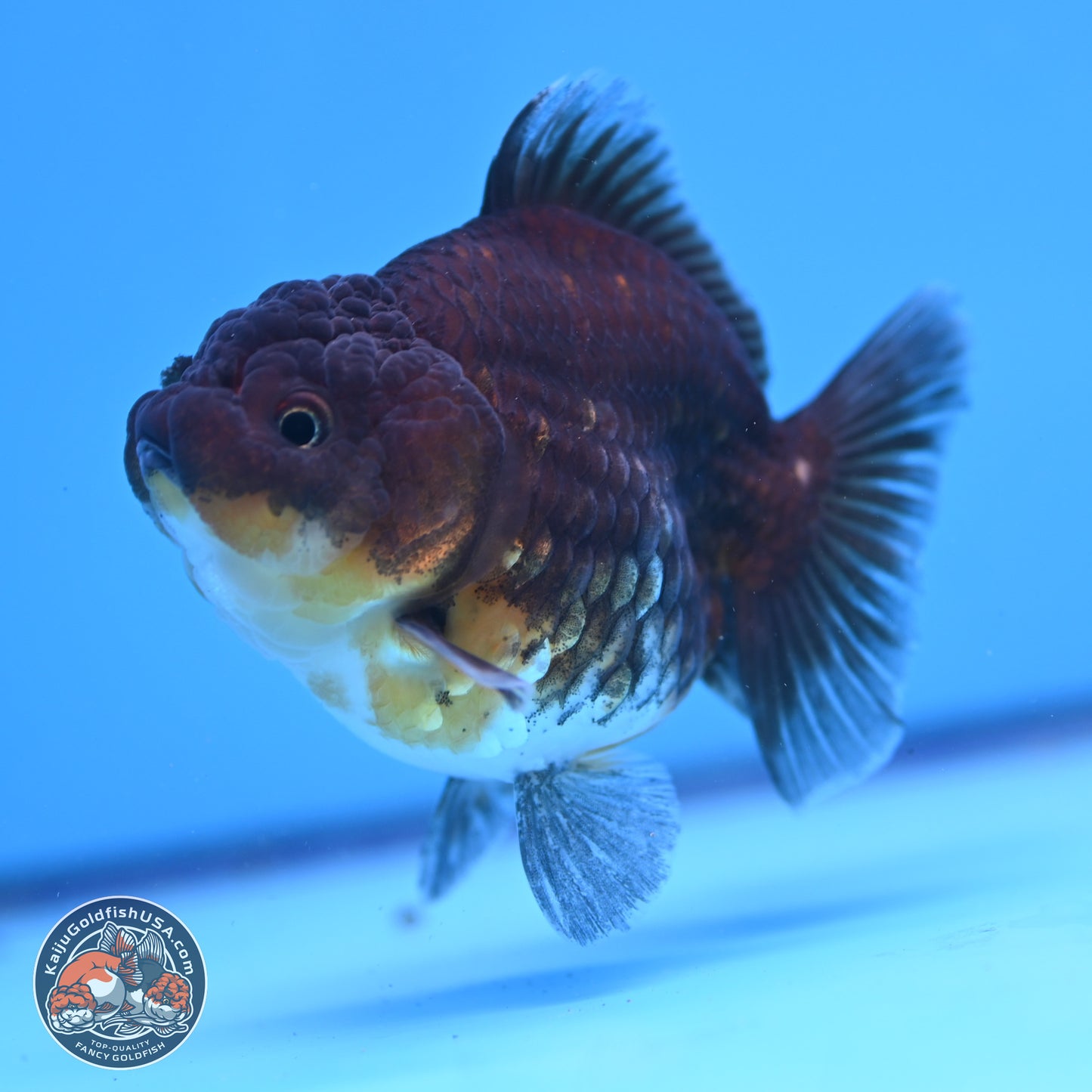 Shogun Kirin YuanBao Oranda 3.25in Body (240802_OR04) - Kaiju Goldfish USA