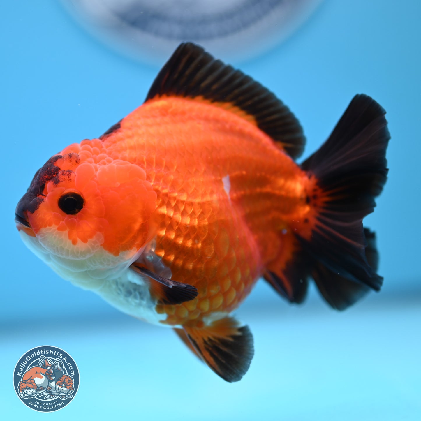 Apache YuanBao Oranda 4.5 inches (241025_OR04) - Kaiju Goldfish USA