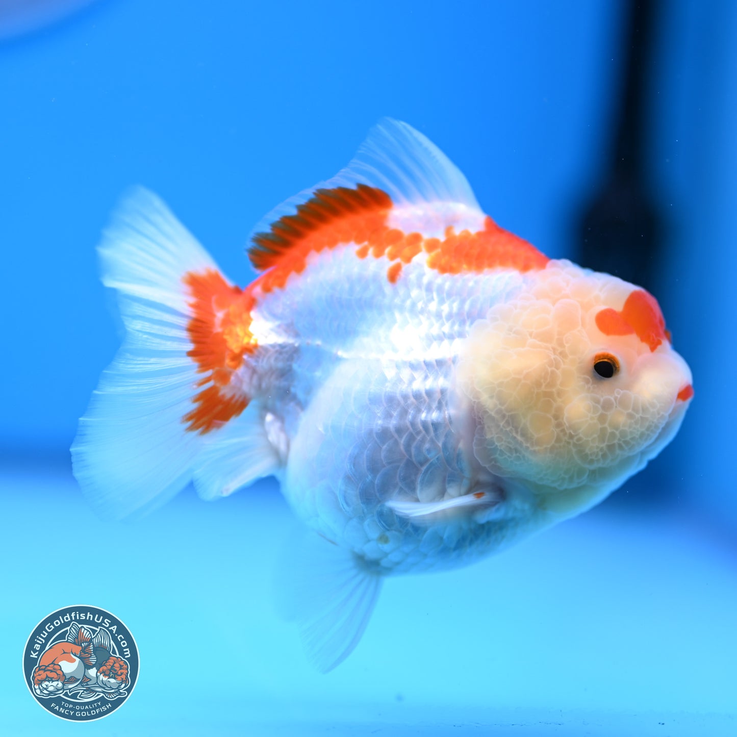 Shogun Red White YuanBao Oranda 3.25in Body (240816_OR04) - Kaiju Goldfish USA