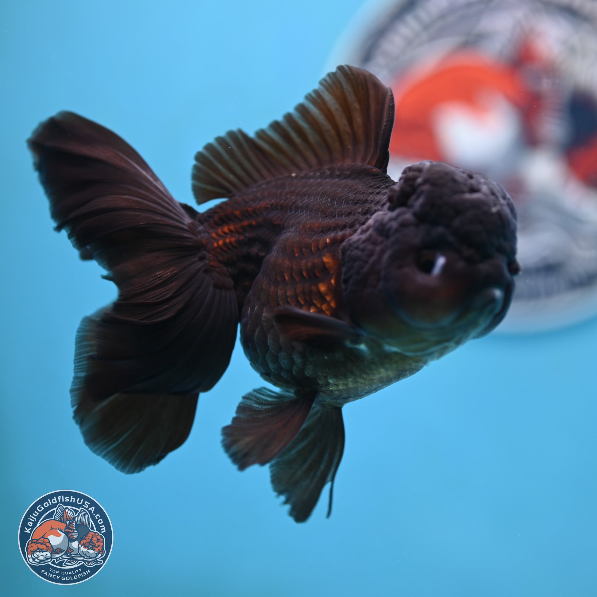 Black Rose Tail Oranda 3.5 inches Body - Female (250117_OR04) - Kaiju Goldfish USA