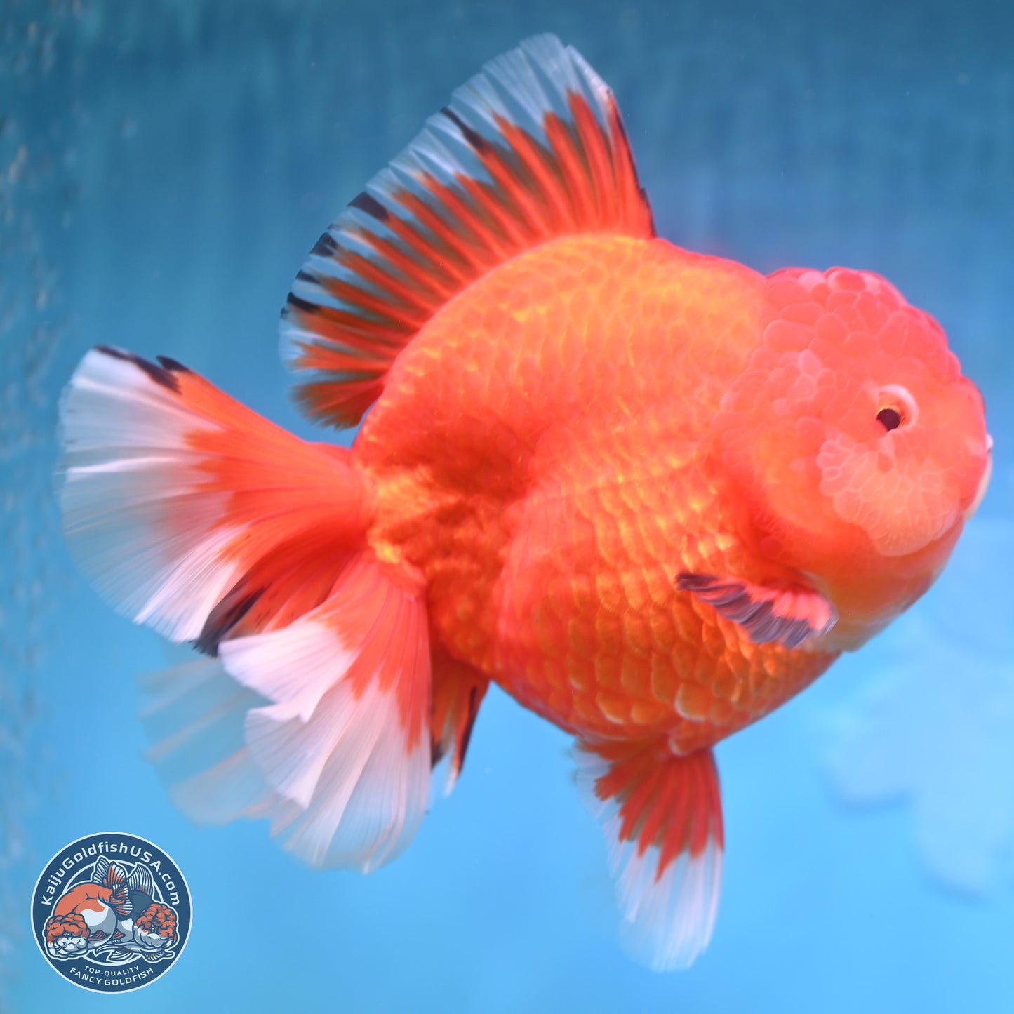 Jumbo Rose Tail Apache Oranda 5 inches Body - Female (250131_OR04)