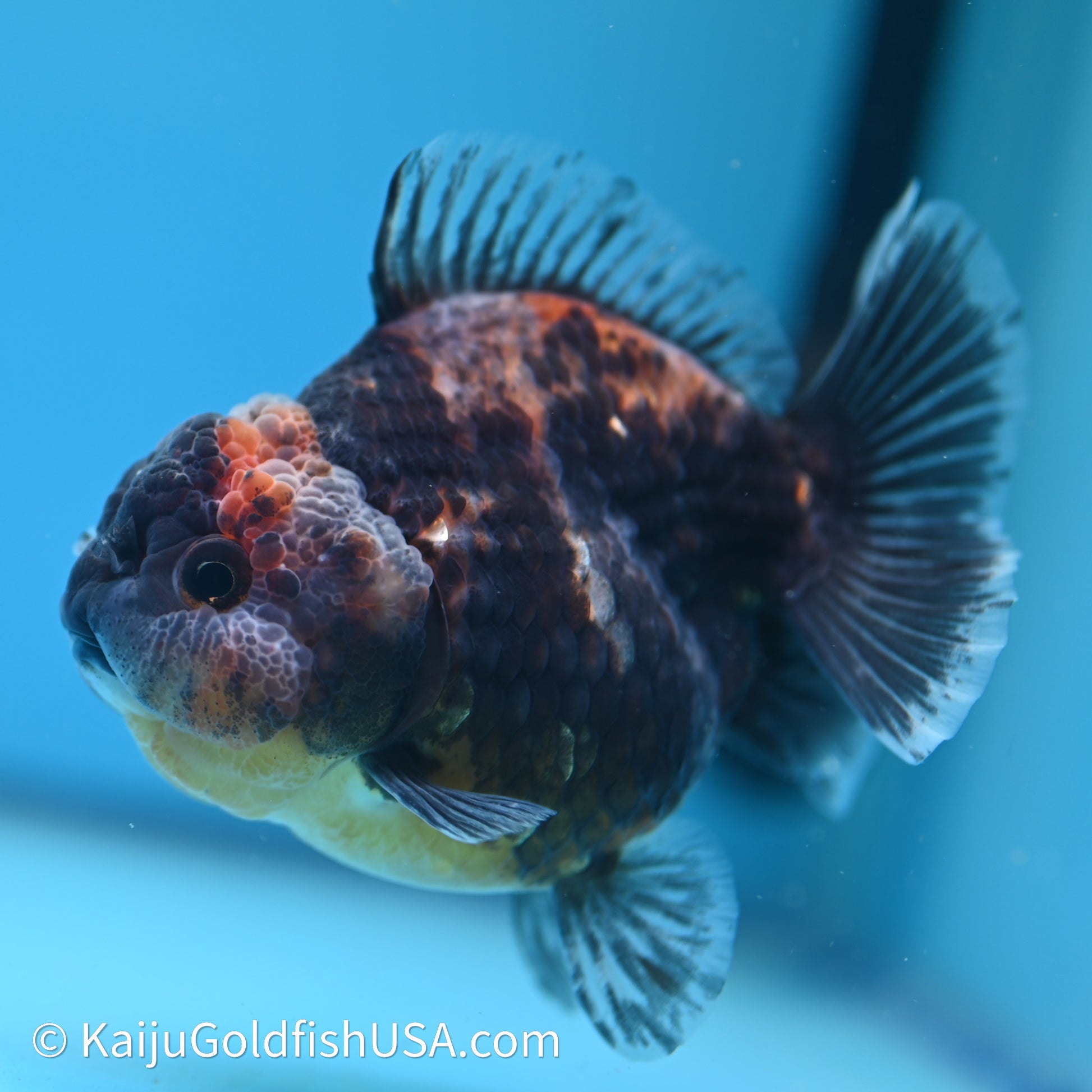 Shogun Godzilla Kirin Oranda 3.5in Body (240614_OR04) - Kaiju Goldfish USA