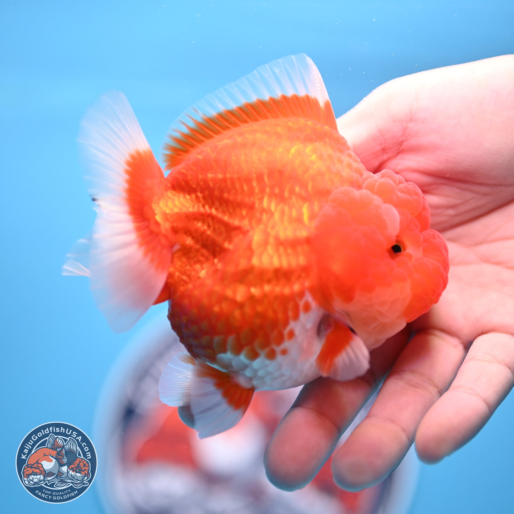 Red White YuanBao Oranda 3.5 inches Body - Female (241227_OR04) - Kaiju Goldfish USA