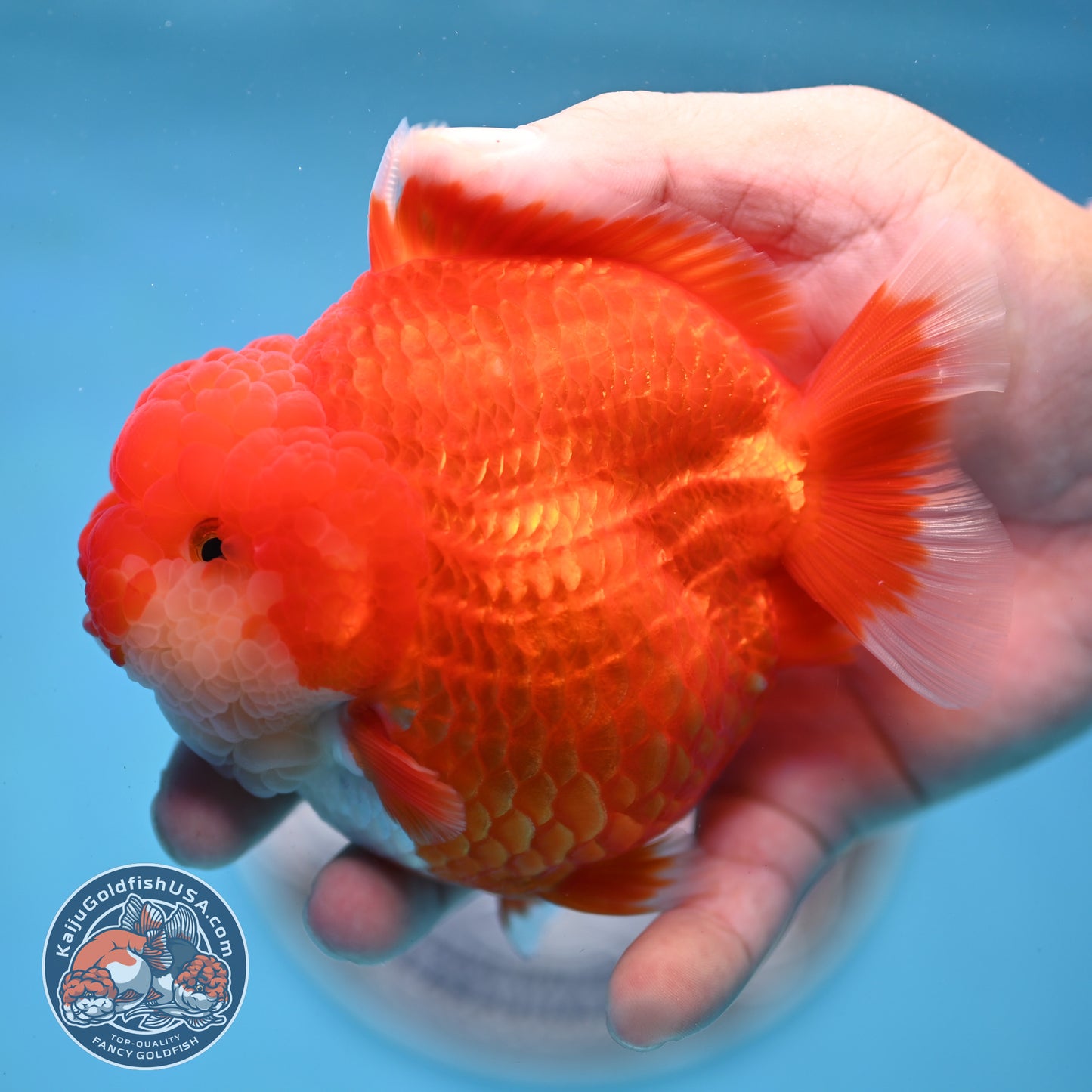 Red White YuanBao Oranda 4 inches Body (250516_OR04)