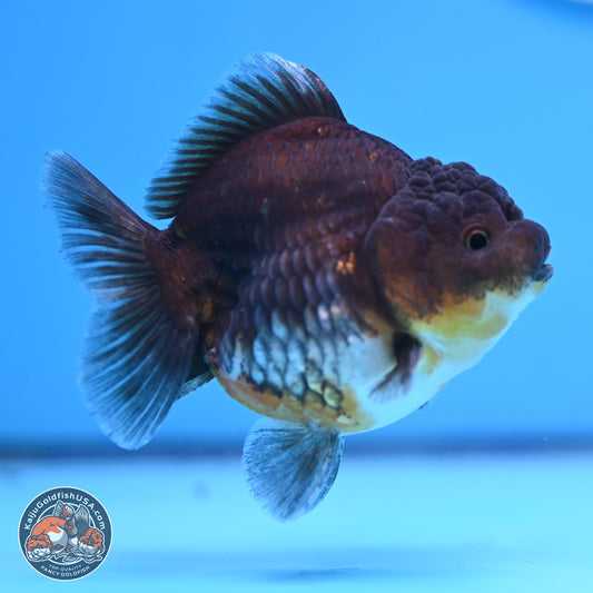 Shogun Kirin YuanBao Oranda 3.25in Body (240802_OR04) - Kaiju Goldfish USA