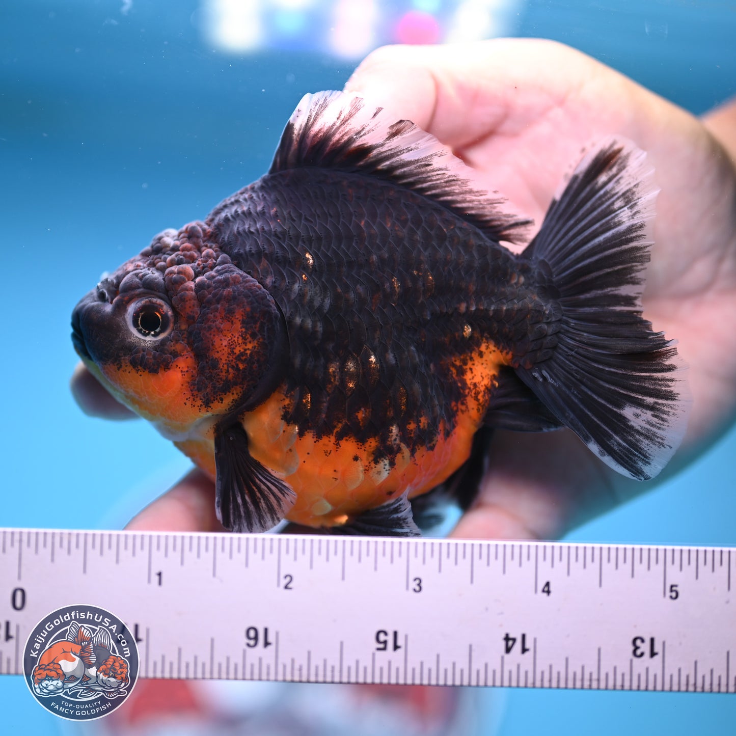 Shogun Kirin Oranda 4-5 in (241011_OR04) - Kaiju Goldfish USA