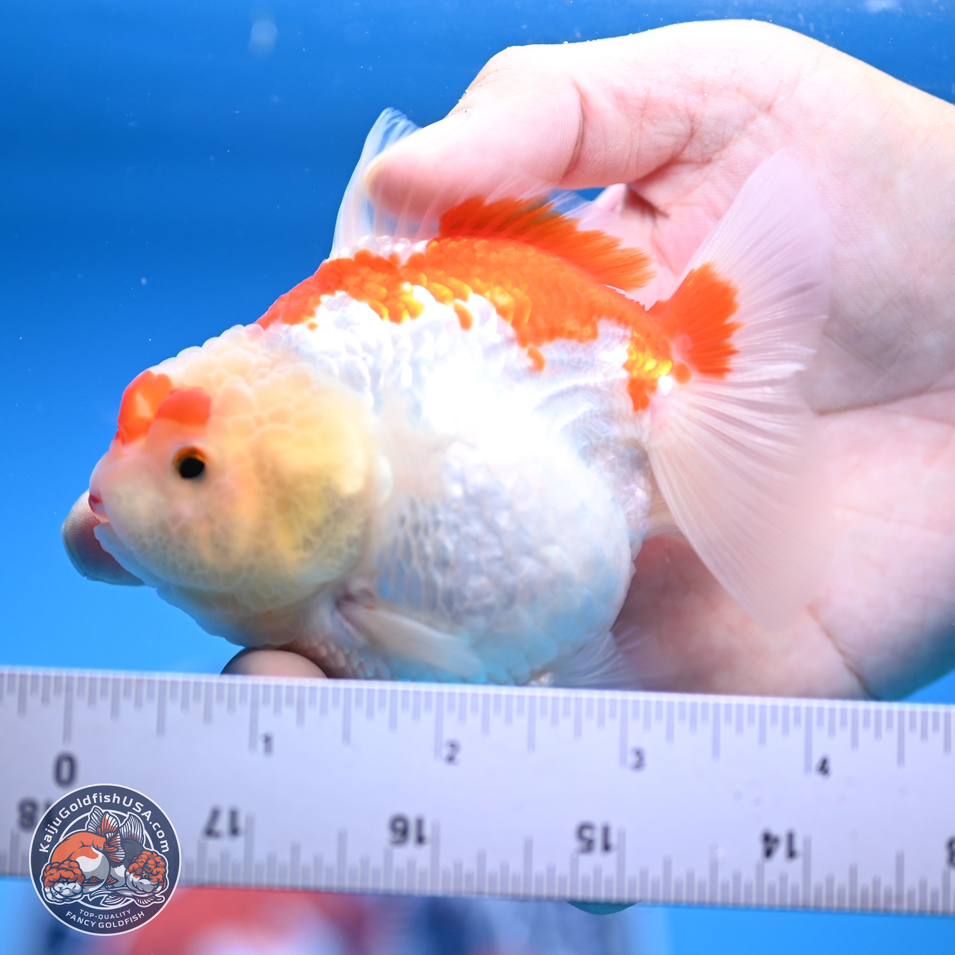 Shogun Red White YuanBao Oranda 3.25in Body (240816_OR04) - Kaiju Goldfish USA