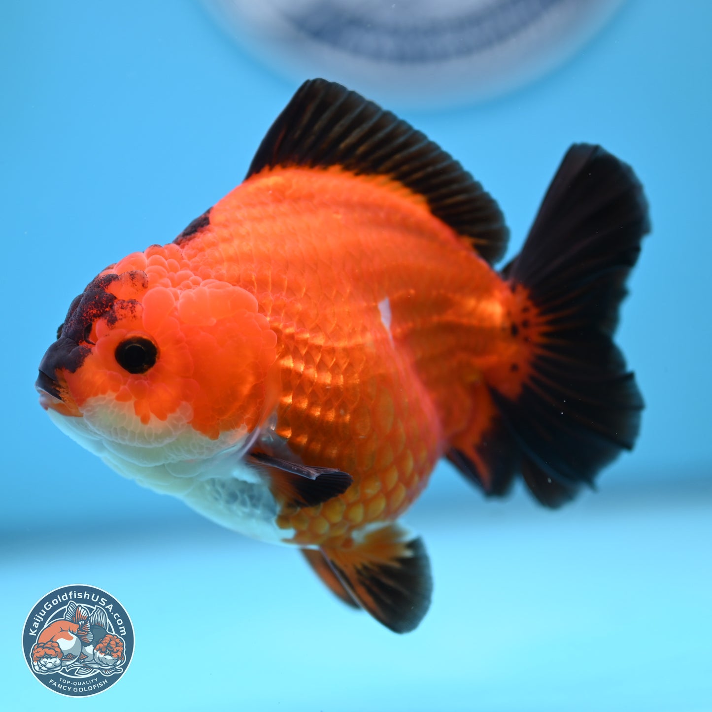 Apache YuanBao Oranda 4.5 inches (241025_OR04) - Kaiju Goldfish USA