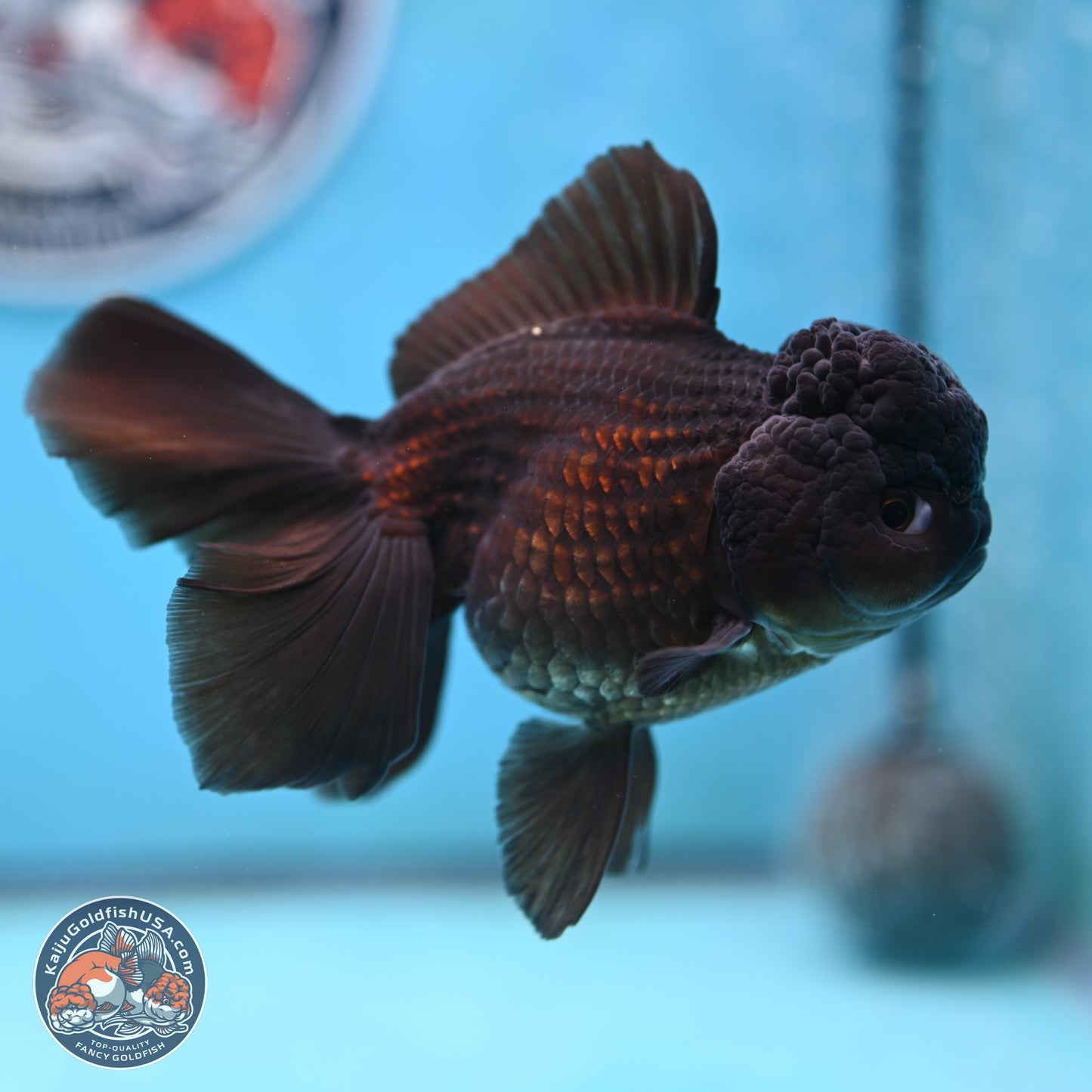 Black Rose Tail Oranda 3.5 inches Body - Female (250117_OR04) - Kaiju Goldfish USA