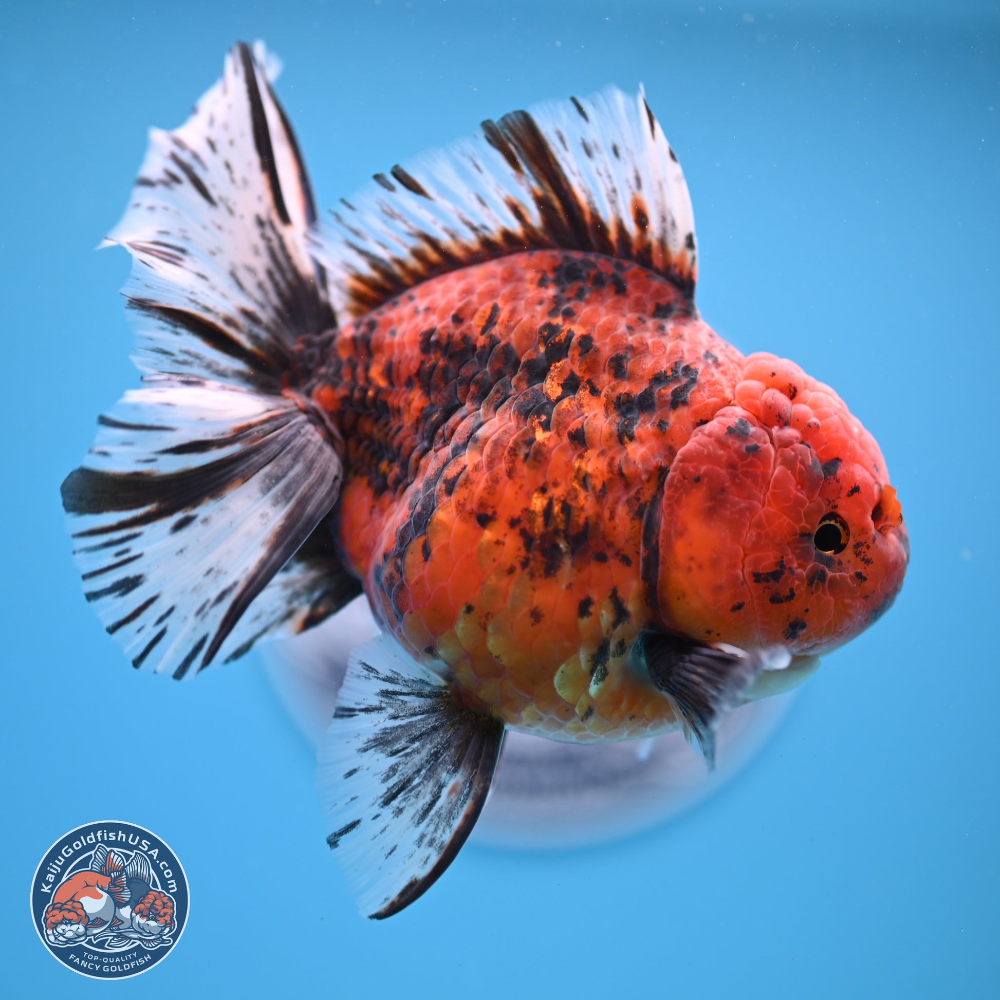 Tiger Rose Tail Oranda 6 inches - Female (241206_OR04) - Kaiju Goldfish USA