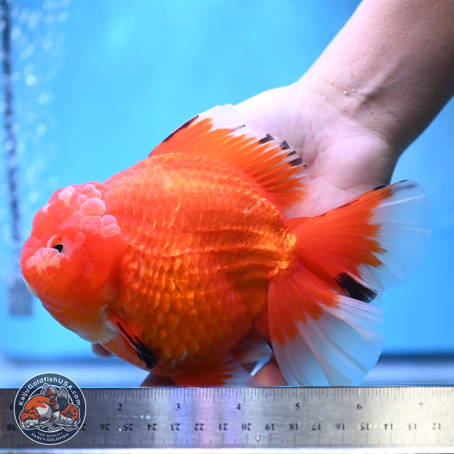 Jumbo Rose Tail Apache Oranda 5 inches Body - Female (250131_OR04)