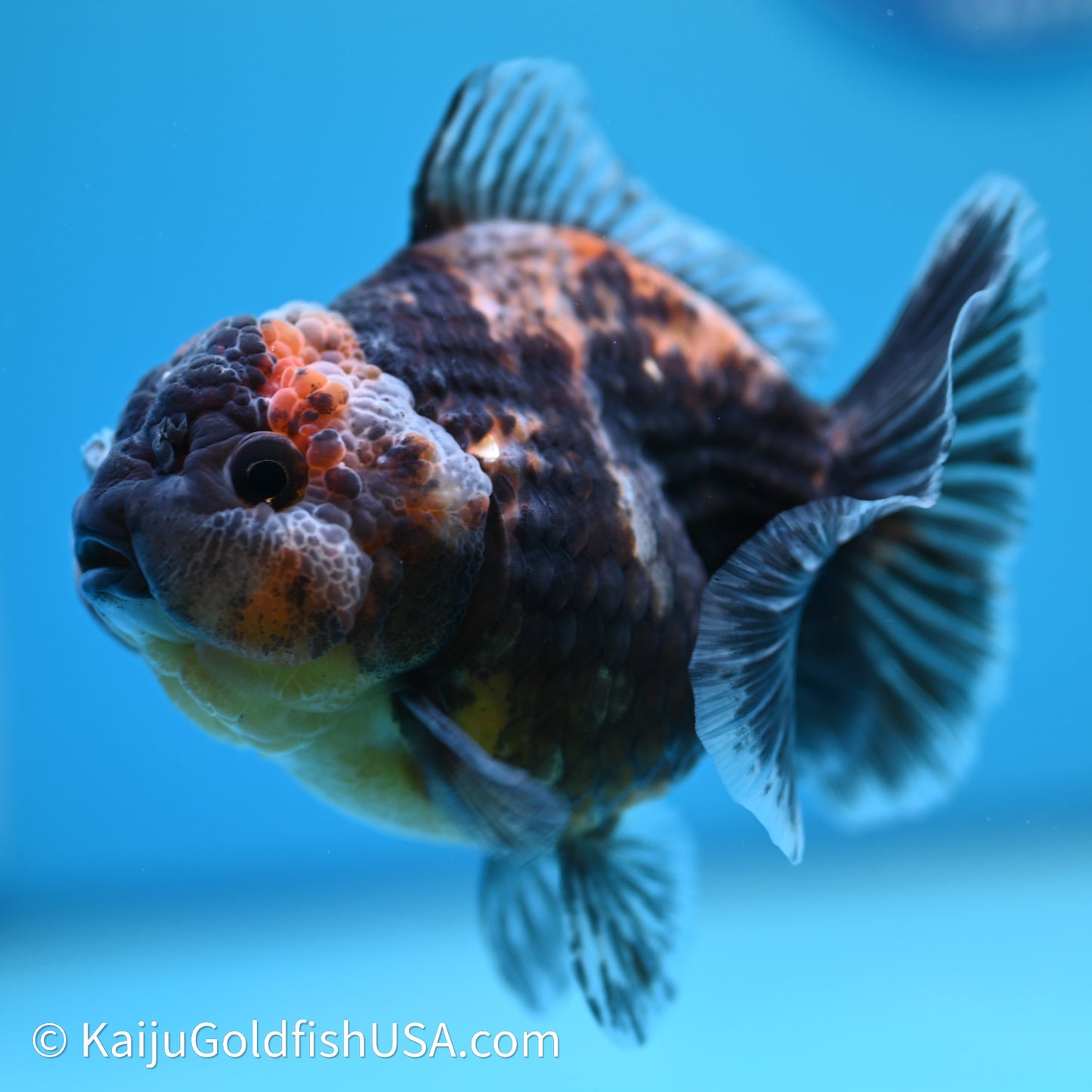 Shogun Godzilla Kirin Oranda 3.5in Body (240614_OR04) - Kaiju Goldfish USA