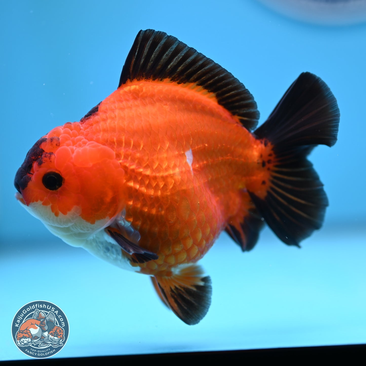 Apache YuanBao Oranda 4.5 inches (241025_OR04) - Kaiju Goldfish USA