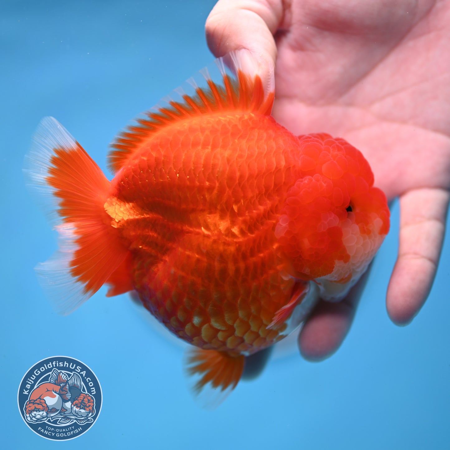 Red White YuanBao Oranda 4 inches Body (250516_OR04)