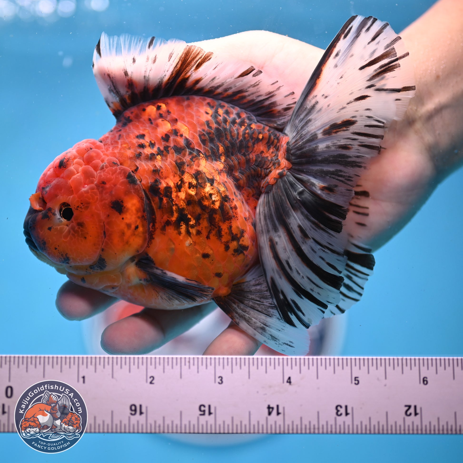 Tiger Rose Tail Oranda 6 inches - Female (241206_OR04) - Kaiju Goldfish USA