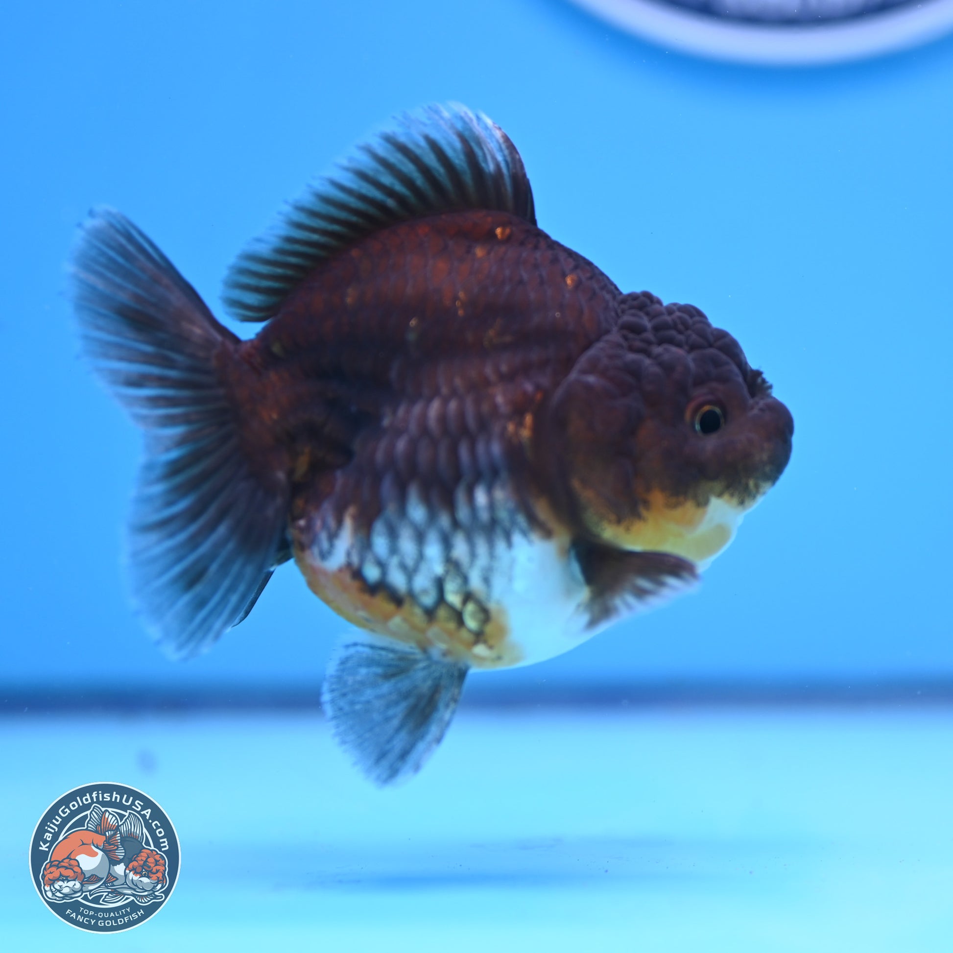 Shogun Kirin YuanBao Oranda 3.25in Body (240802_OR04) - Kaiju Goldfish USA