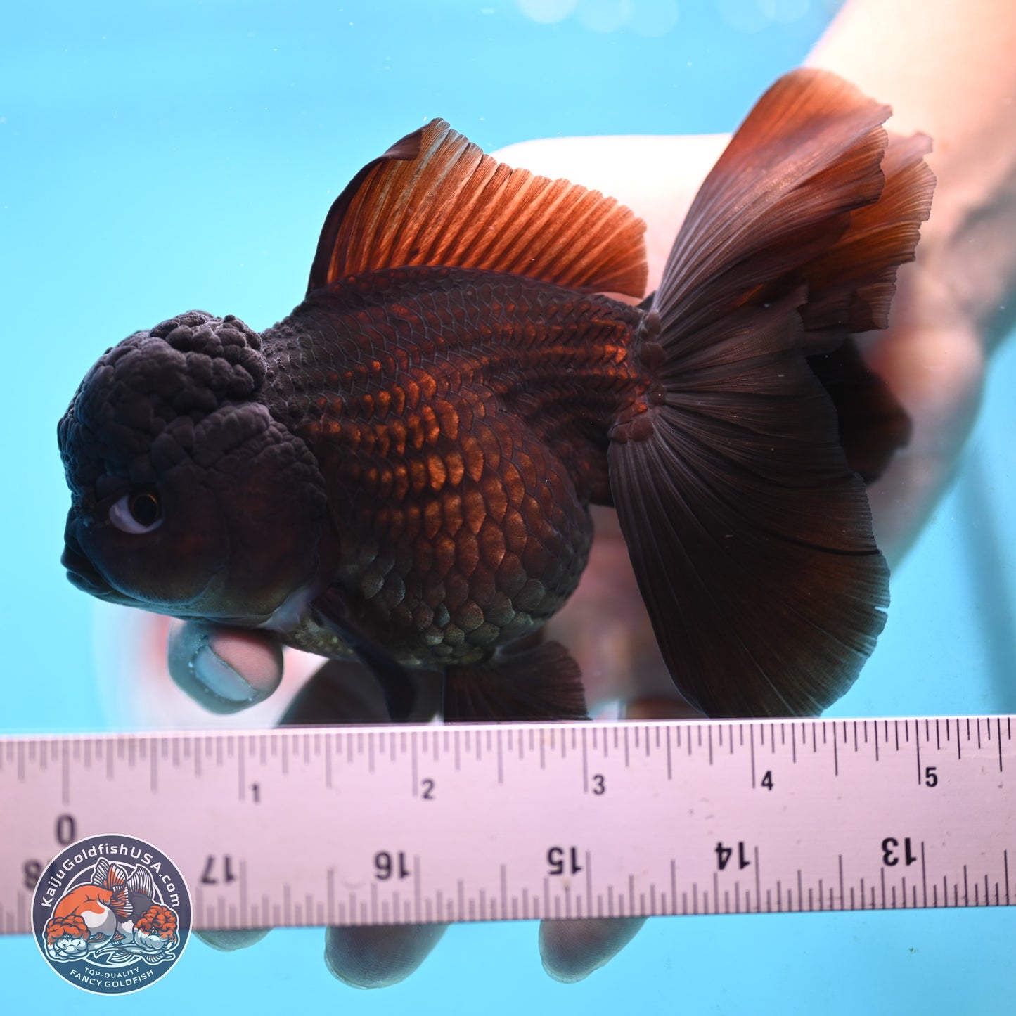 Black Rose Tail Oranda 3.5 inches Body - Female (250117_OR04) - Kaiju Goldfish USA