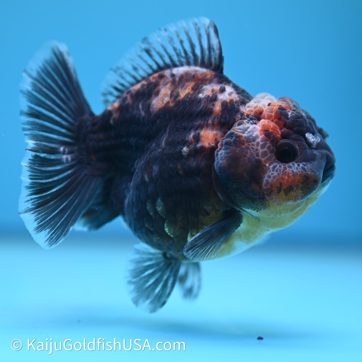 Shogun Godzilla Kirin Oranda 3.5in Body (240614_OR04) - Kaiju Goldfish USA