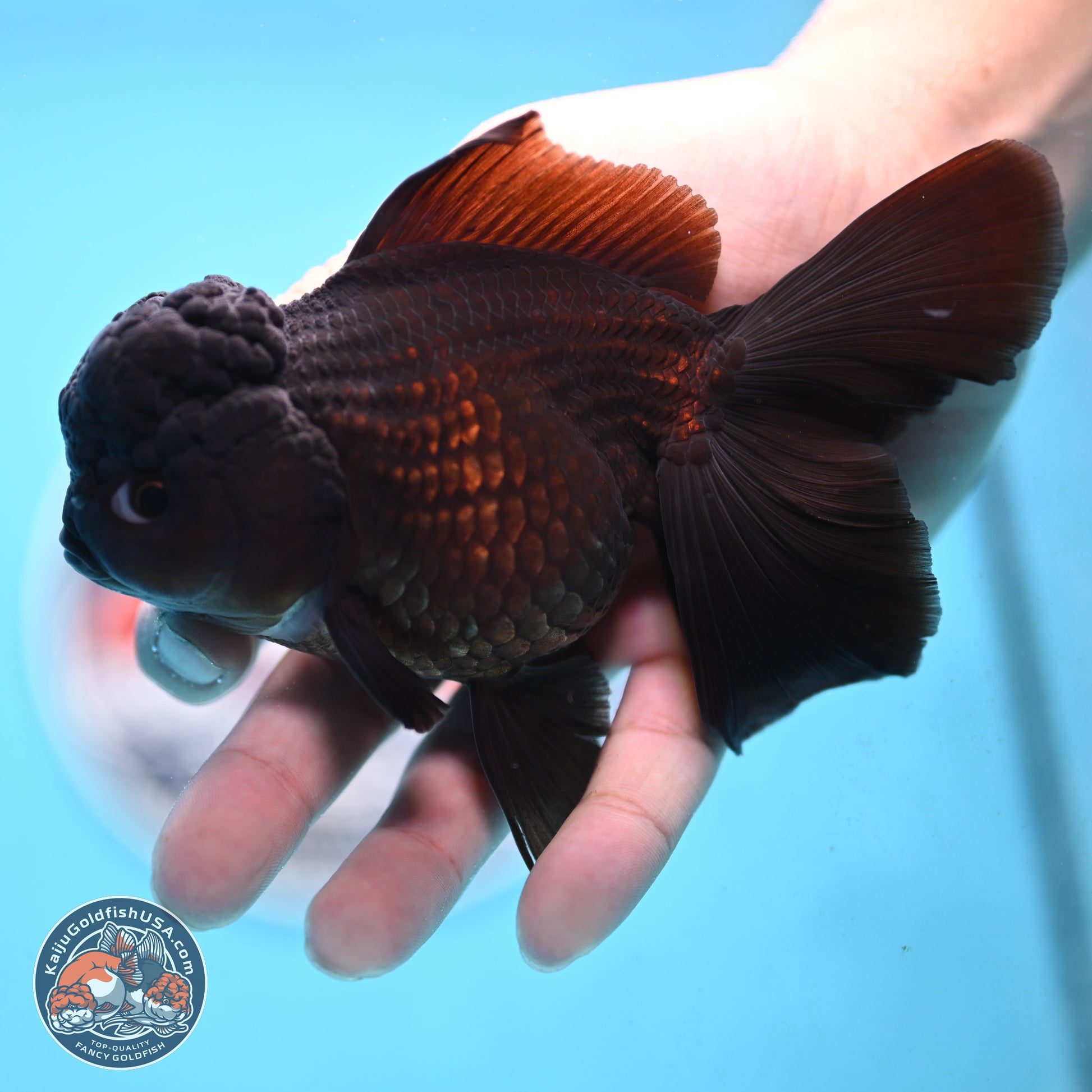 Black Rose Tail Oranda 3.5 inches Body - Female (250117_OR04) - Kaiju Goldfish USA