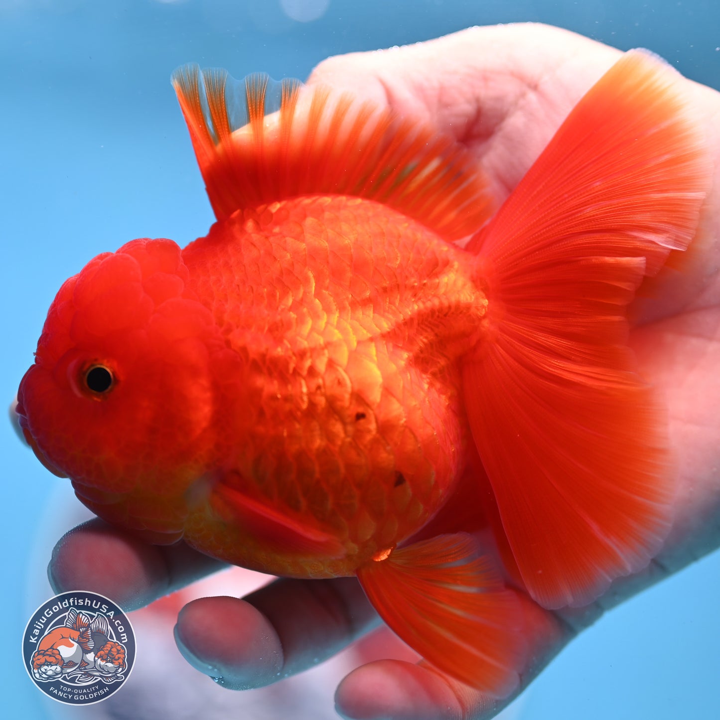 READ DESCRIPTION - Classic Red Rose Tail Oranda 3.5 inches Body - Male (250307_OR04)