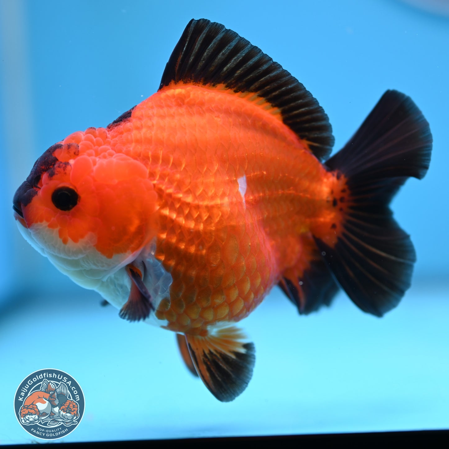 Apache YuanBao Oranda 4.5 inches (241025_OR04) - Kaiju Goldfish USA