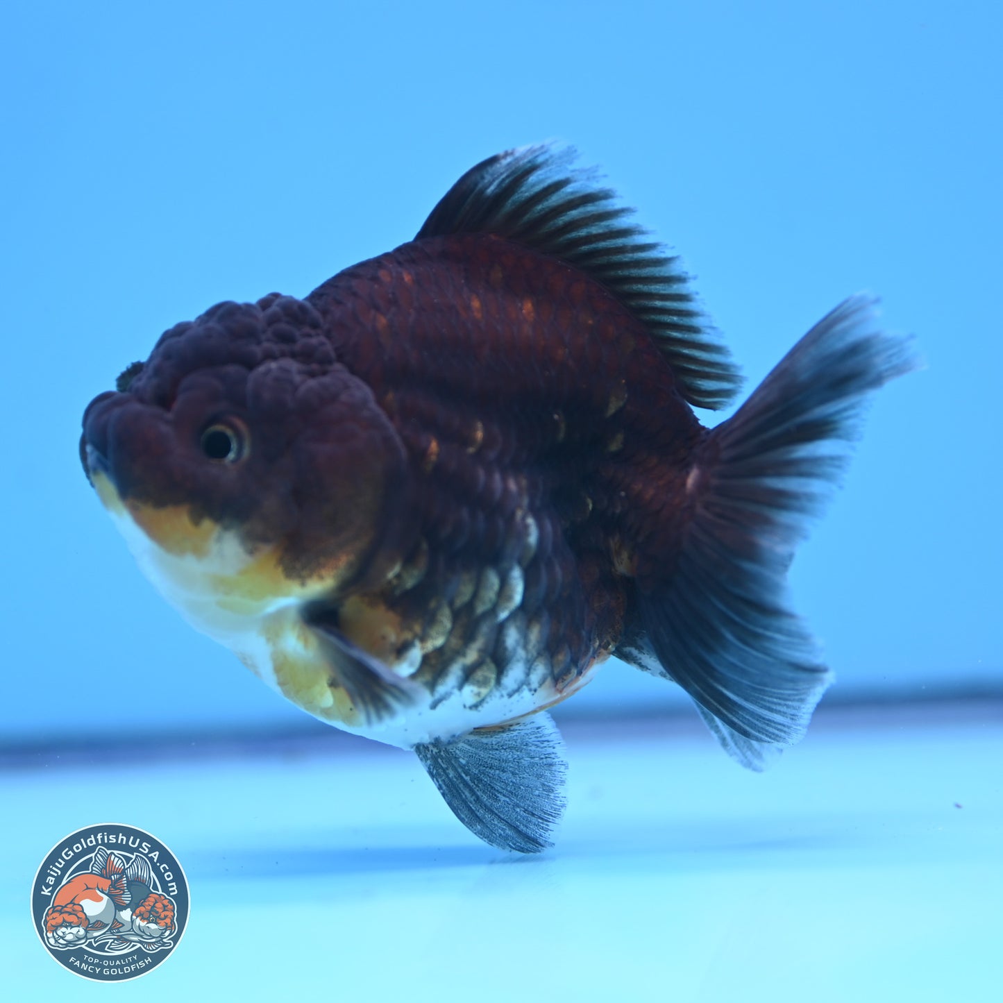 Shogun Kirin YuanBao Oranda 3.25in Body (240802_OR04) - Kaiju Goldfish USA