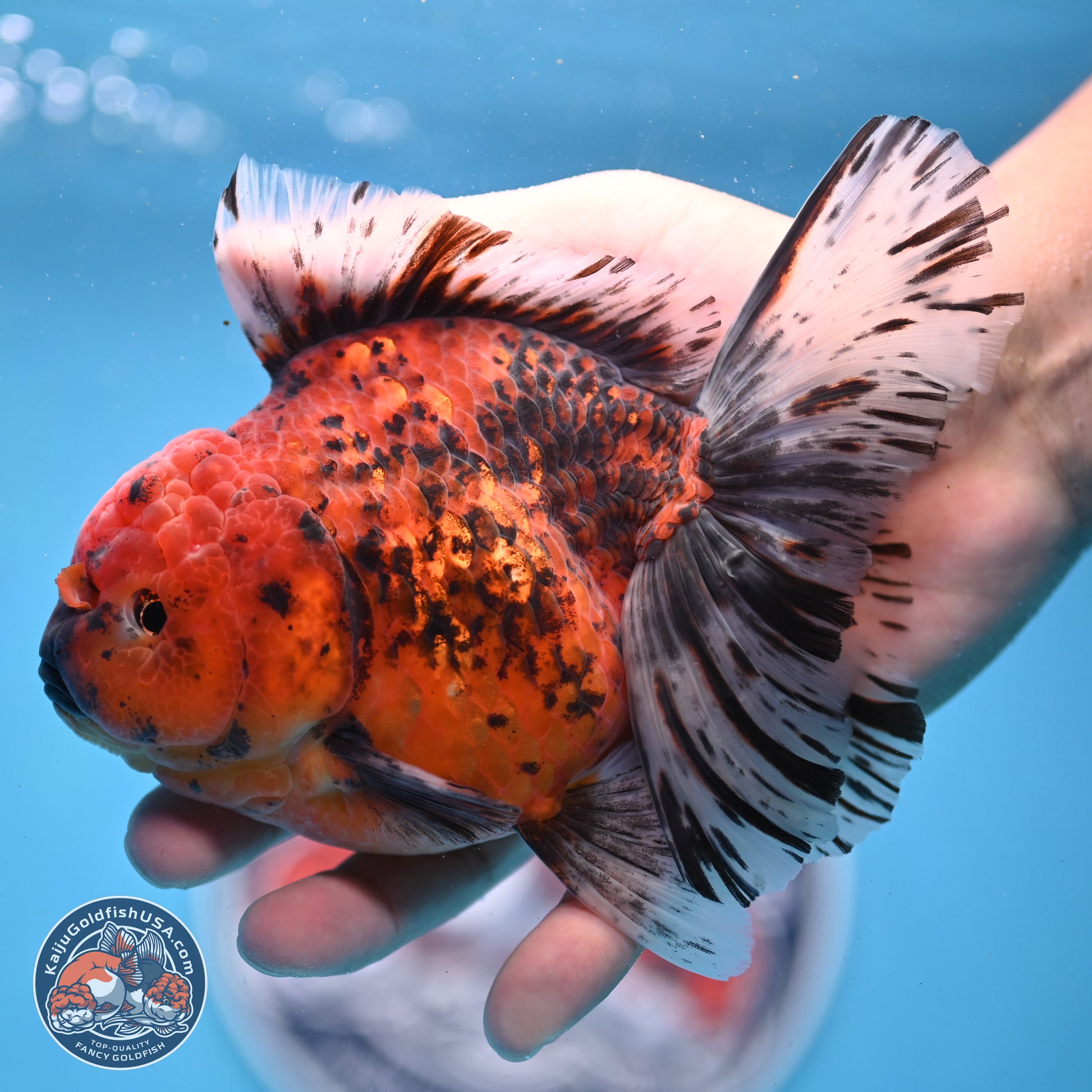 Tiger Rose Tail Oranda 6 inches - Female (241206_OR04) - Kaiju Goldfish USA