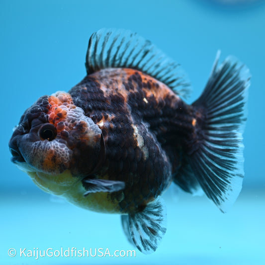 Shogun Godzilla Kirin Oranda 3.5in Body (240614_OR04) - Kaiju Goldfish USA