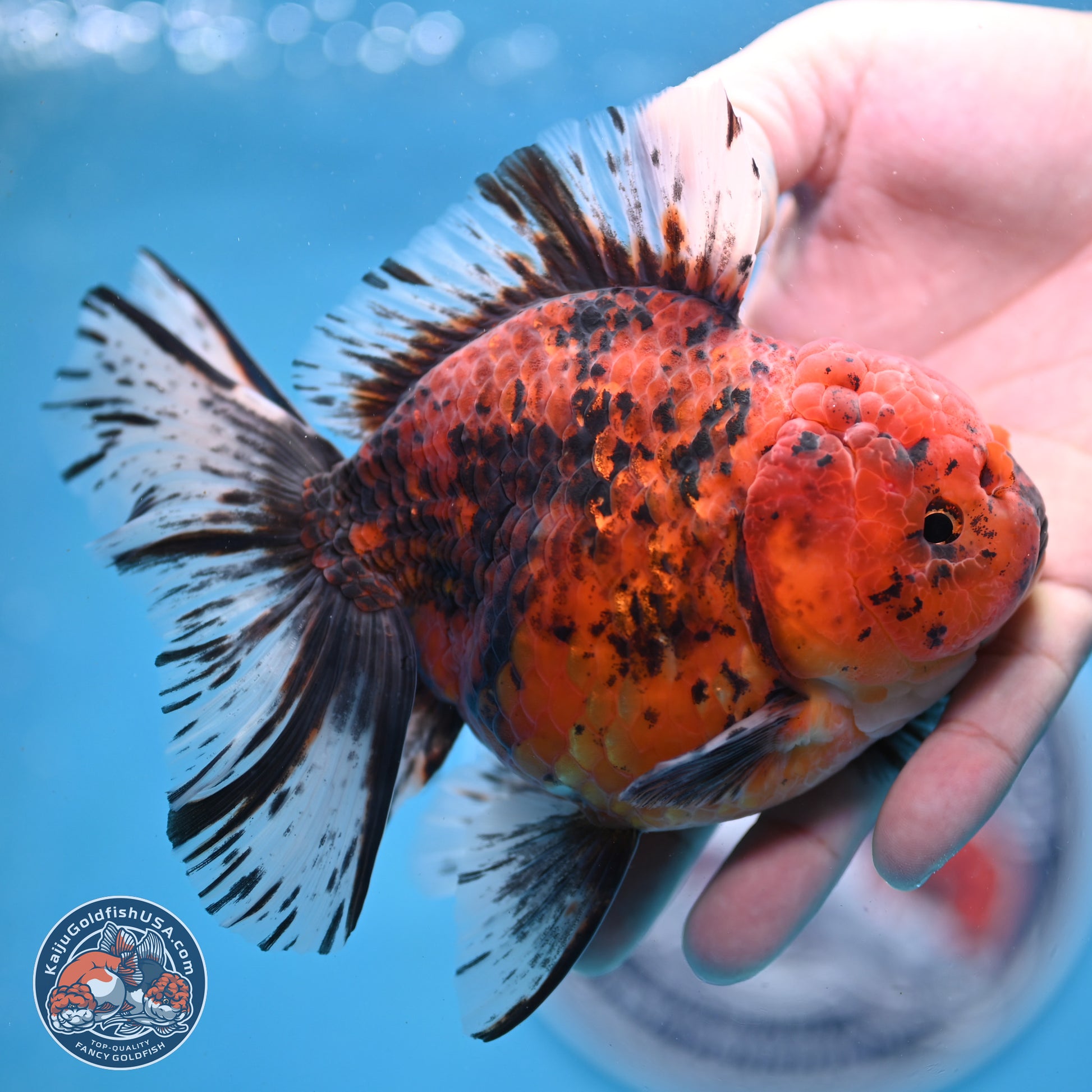 Tiger Rose Tail Oranda 6 inches - Female (241206_OR04) - Kaiju Goldfish USA