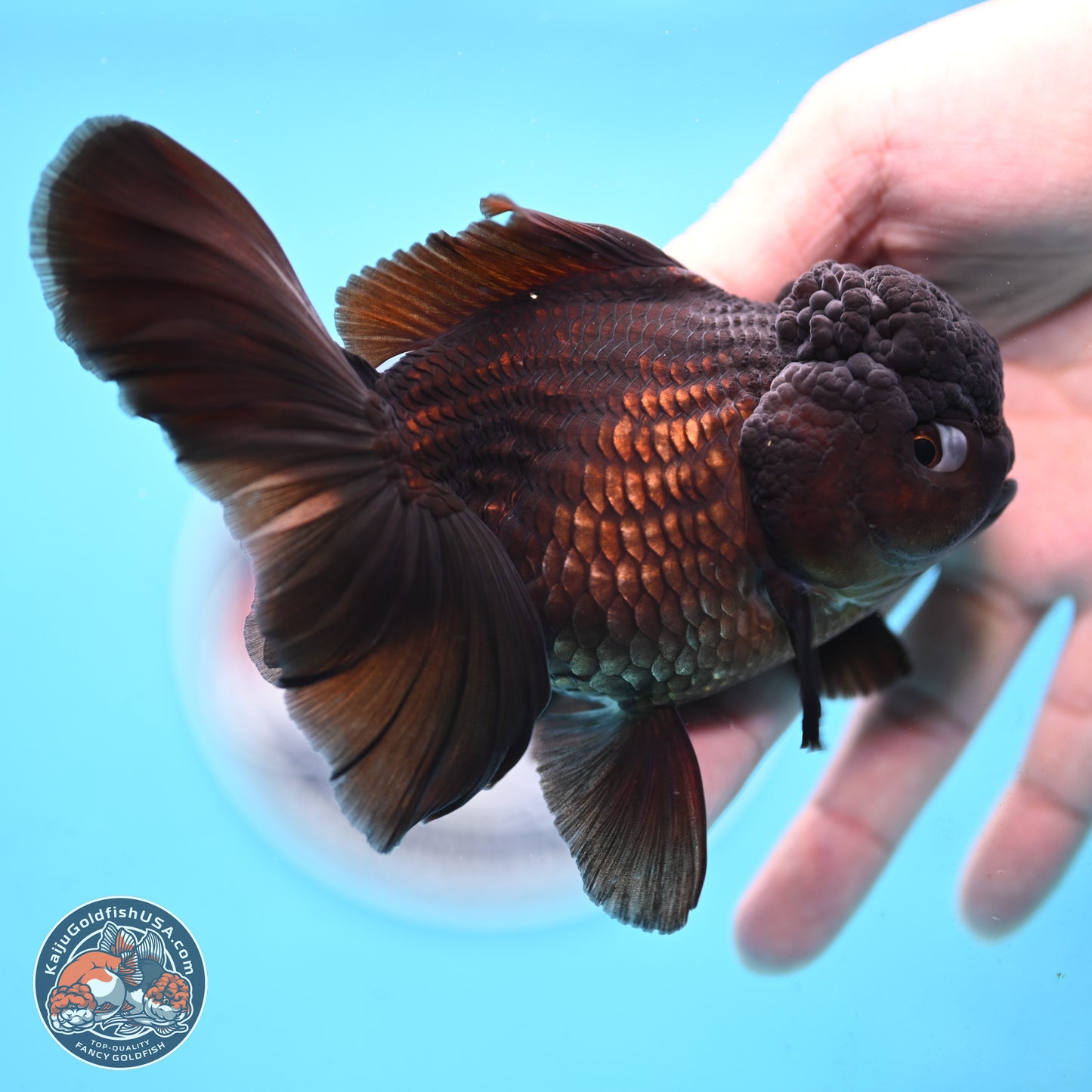 Black Rose Tail Oranda 3.5 inches Body - Female (250117_OR04) - Kaiju Goldfish USA