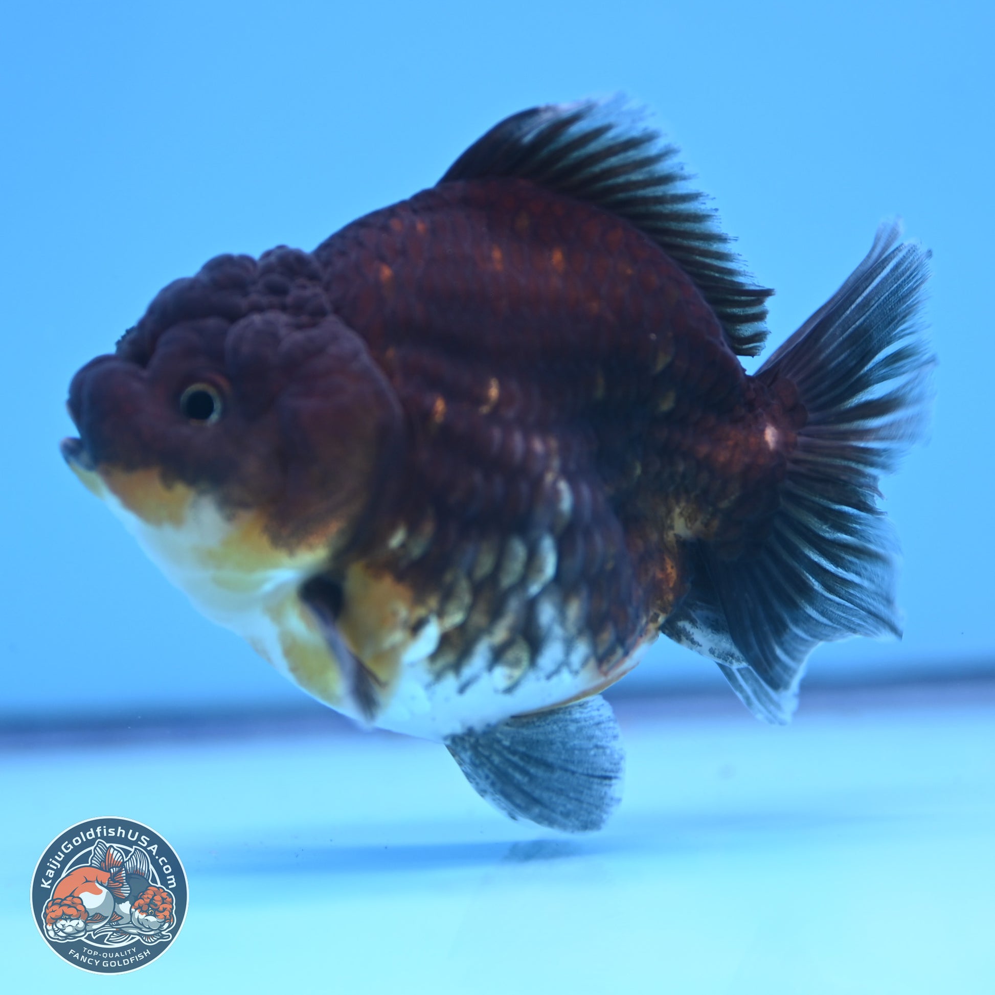 Shogun Kirin YuanBao Oranda 3.25in Body (240802_OR04) - Kaiju Goldfish USA