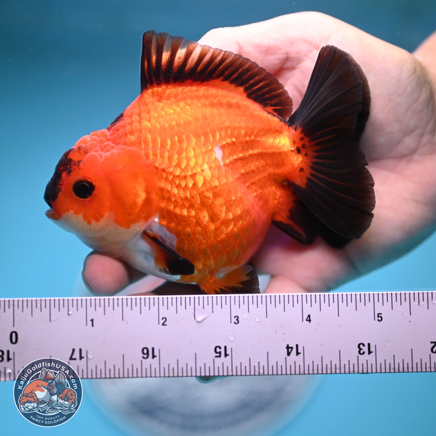 Apache YuanBao Oranda 4.5 inches (241025_OR04) - Kaiju Goldfish USA