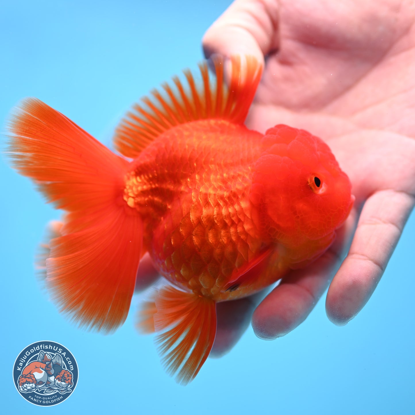 READ DESCRIPTION - Classic Red Rose Tail Oranda 3.5 inches Body - Male (250307_OR04)