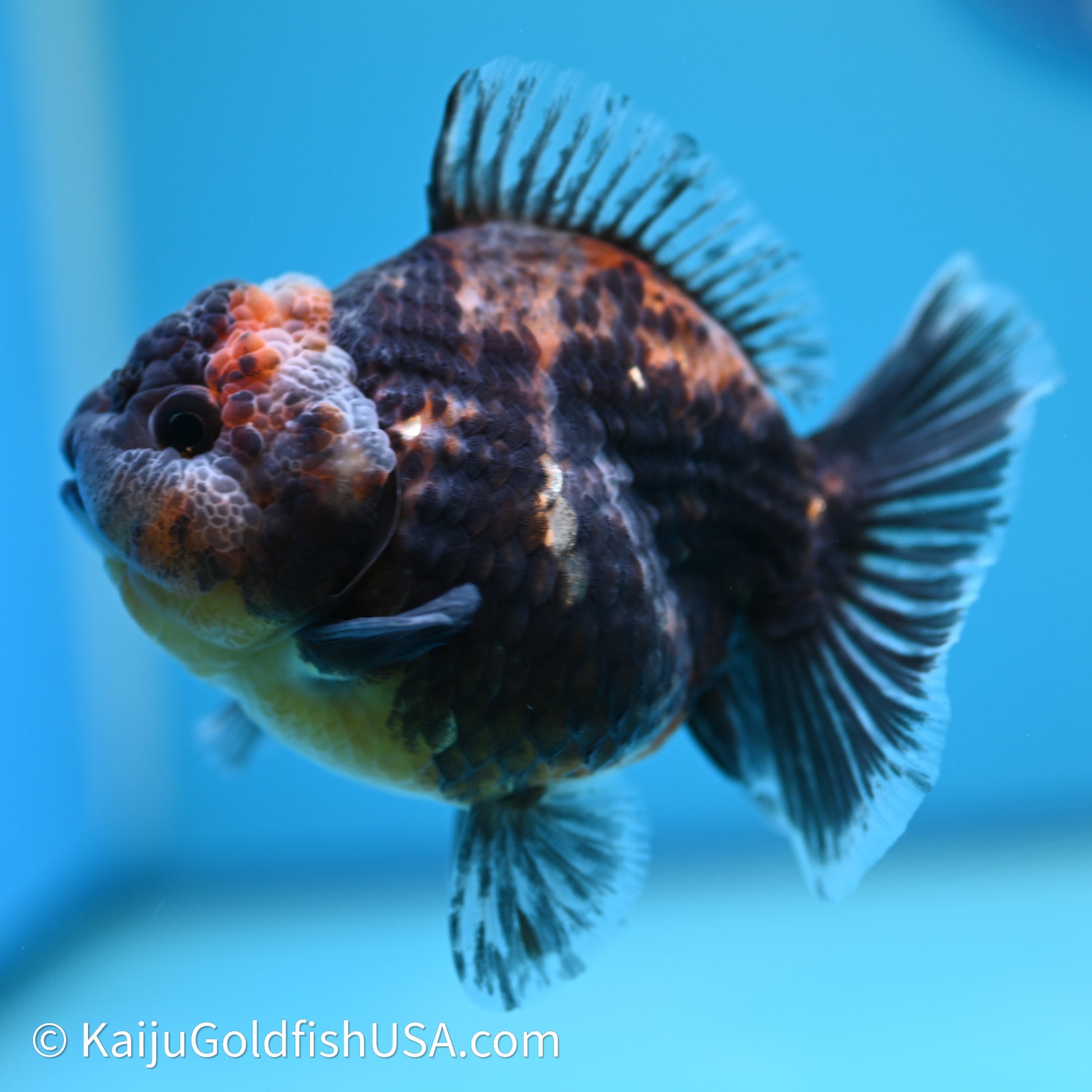 Shogun Godzilla Kirin Oranda 3.5in Body (240614_OR04) - Kaiju Goldfish USA