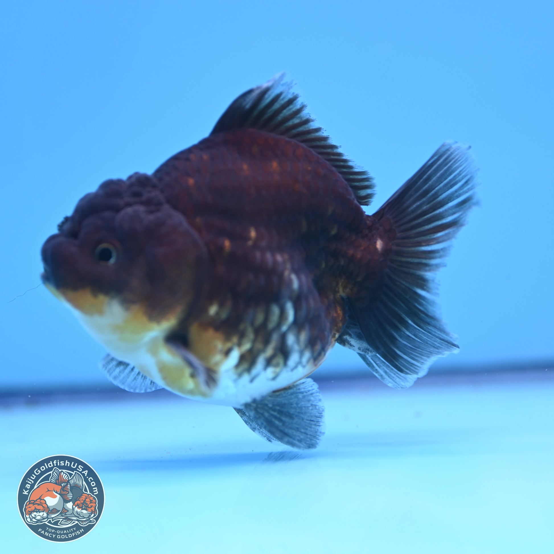 Shogun Kirin YuanBao Oranda 3.25in Body (240802_OR04) - Kaiju Goldfish USA